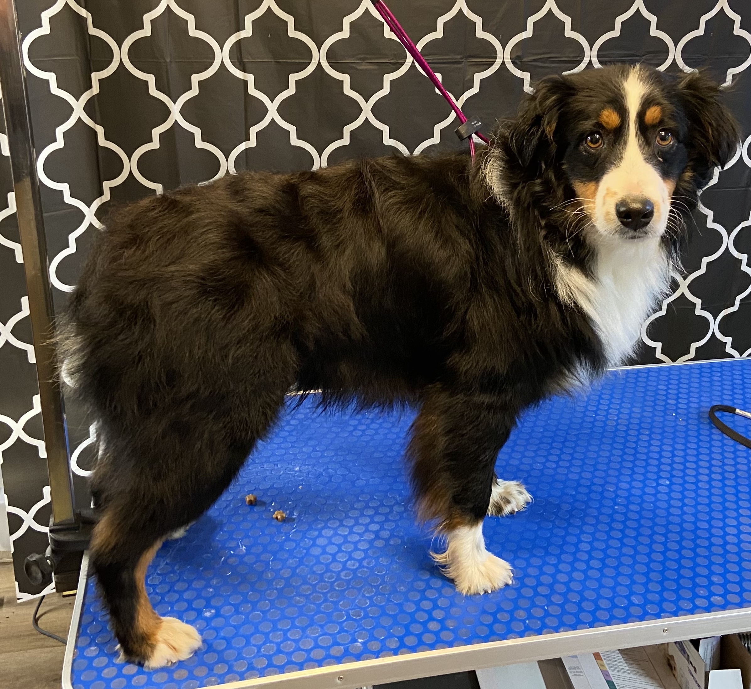 Australian Shepherd Puppies For Sale Cameron Walder dog breeder