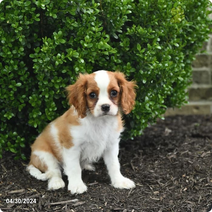 puppy, for, sale, Cavalier King Charles Spaniel, Lester S Stoltzfus, dog, breeder, Narvon, PA, dog-breeder, puppy-for-sale, forsale, nearby, find, puppyfind, locator, puppylocator, aca