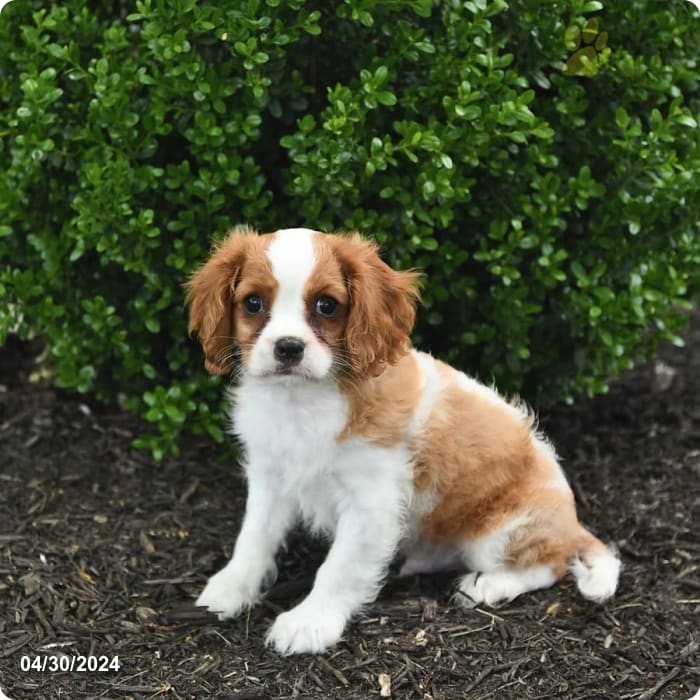 puppy, for, sale, Cavalier King Charles Spaniel, Lester S Stoltzfus, dog, breeder, Narvon, PA, dog-breeder, puppy-for-sale, forsale, nearby, find, puppyfind, locator, puppylocator, aca