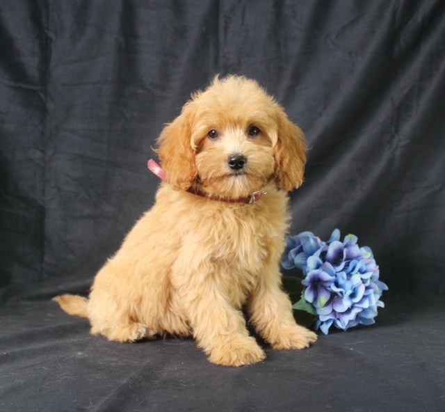 puppy, for, sale, Cavapoo, Ivan J. Stoltzfus, dog, breeder, Dornsife, PA, dog-breeder, puppy-for-sale, forsale, nearby, find, puppyfind, locator, puppylocator, aca