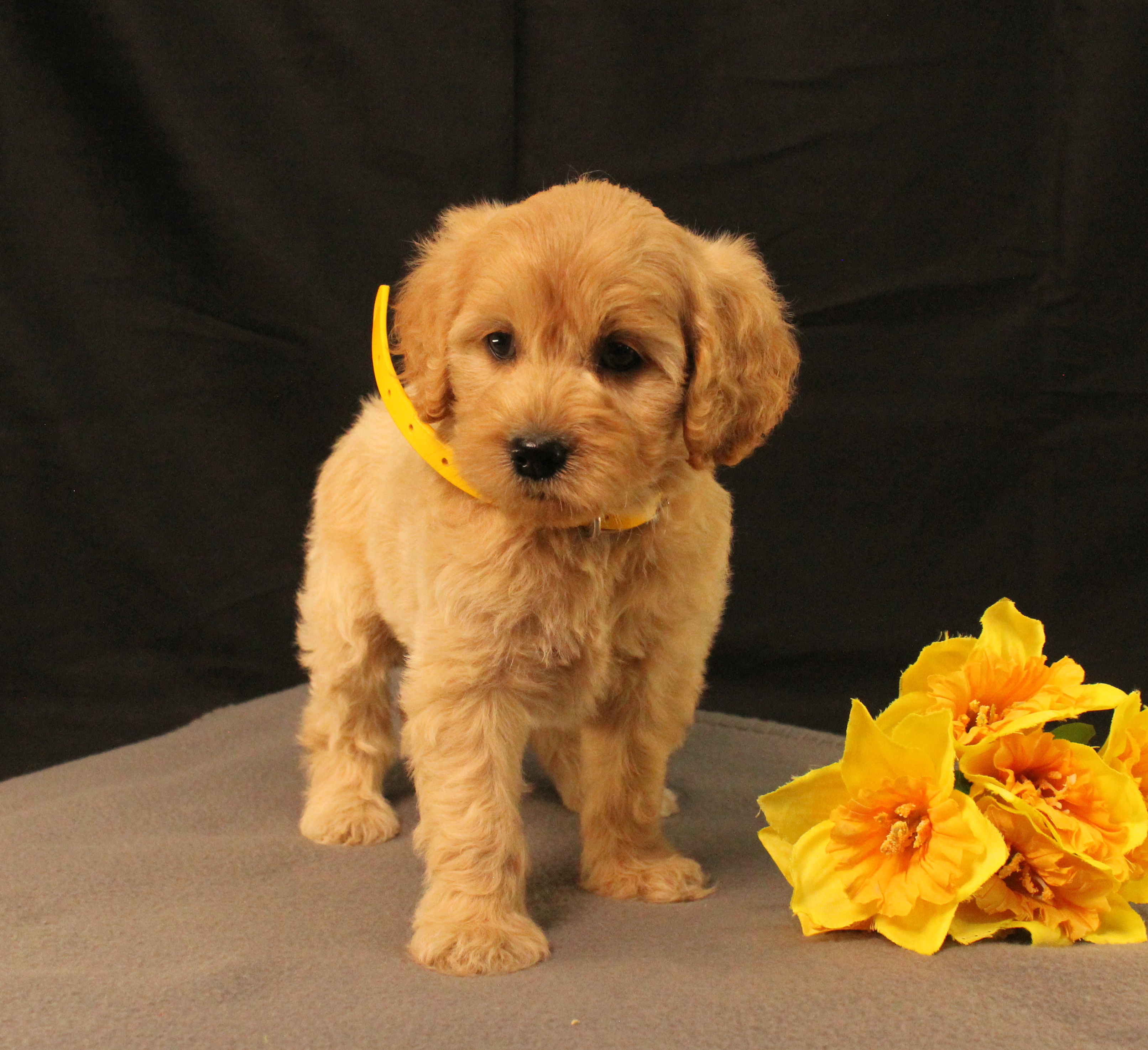 puppy, for, sale, Mini Goldencavadoodles, Ivan J. Stoltzfus, dog, breeder, Dornsife, PA, dog-breeder, puppy-for-sale, forsale, nearby, find, puppyfind, locator, puppylocator, aca