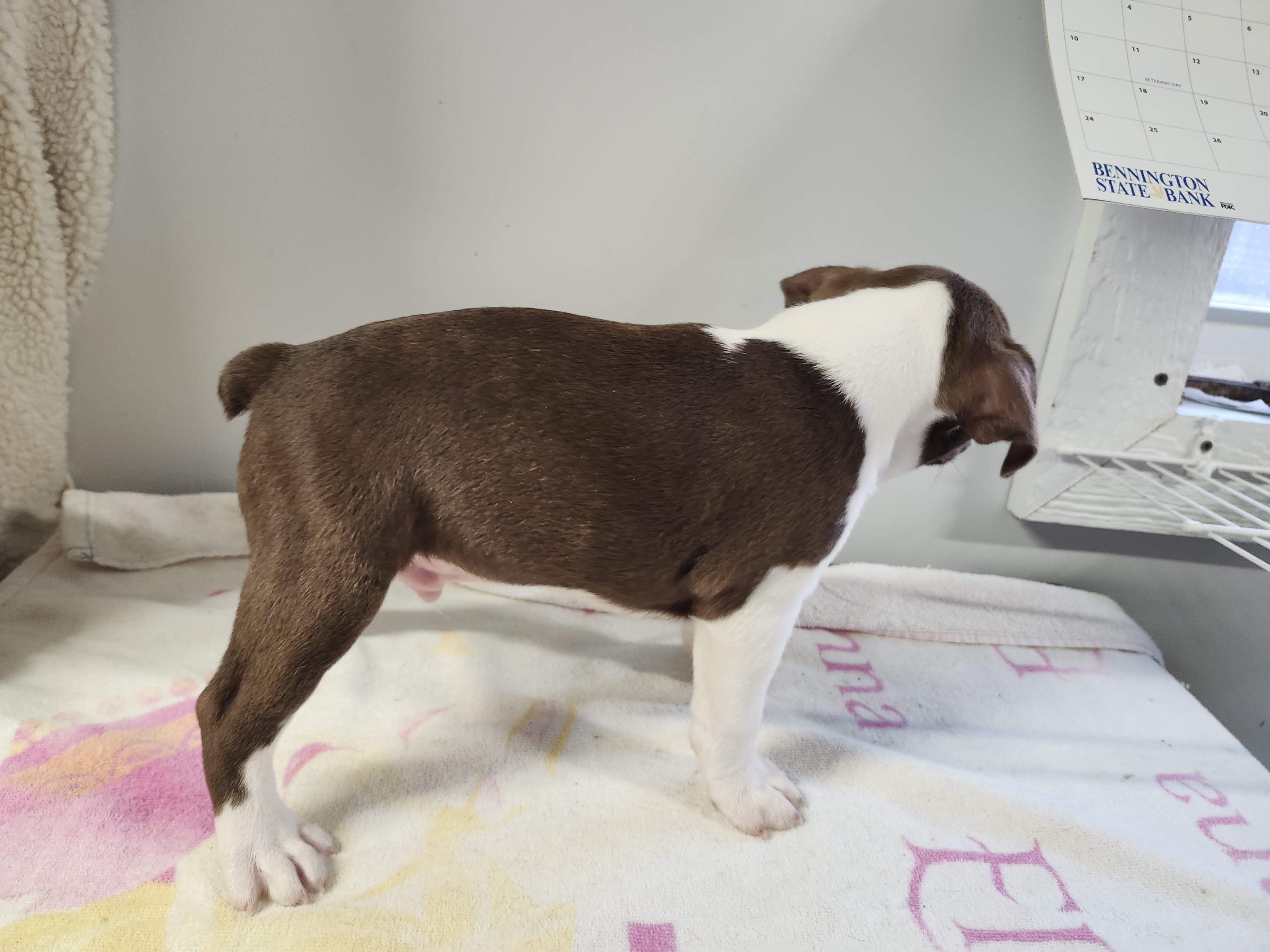 puppy, for, sale, Boston Terrier, Gayle  Baker, dog, breeder, Minneapolis, KS, dog-breeder, puppy-for-sale, forsale, nearby, find, puppyfind, locator, puppylocator, aca