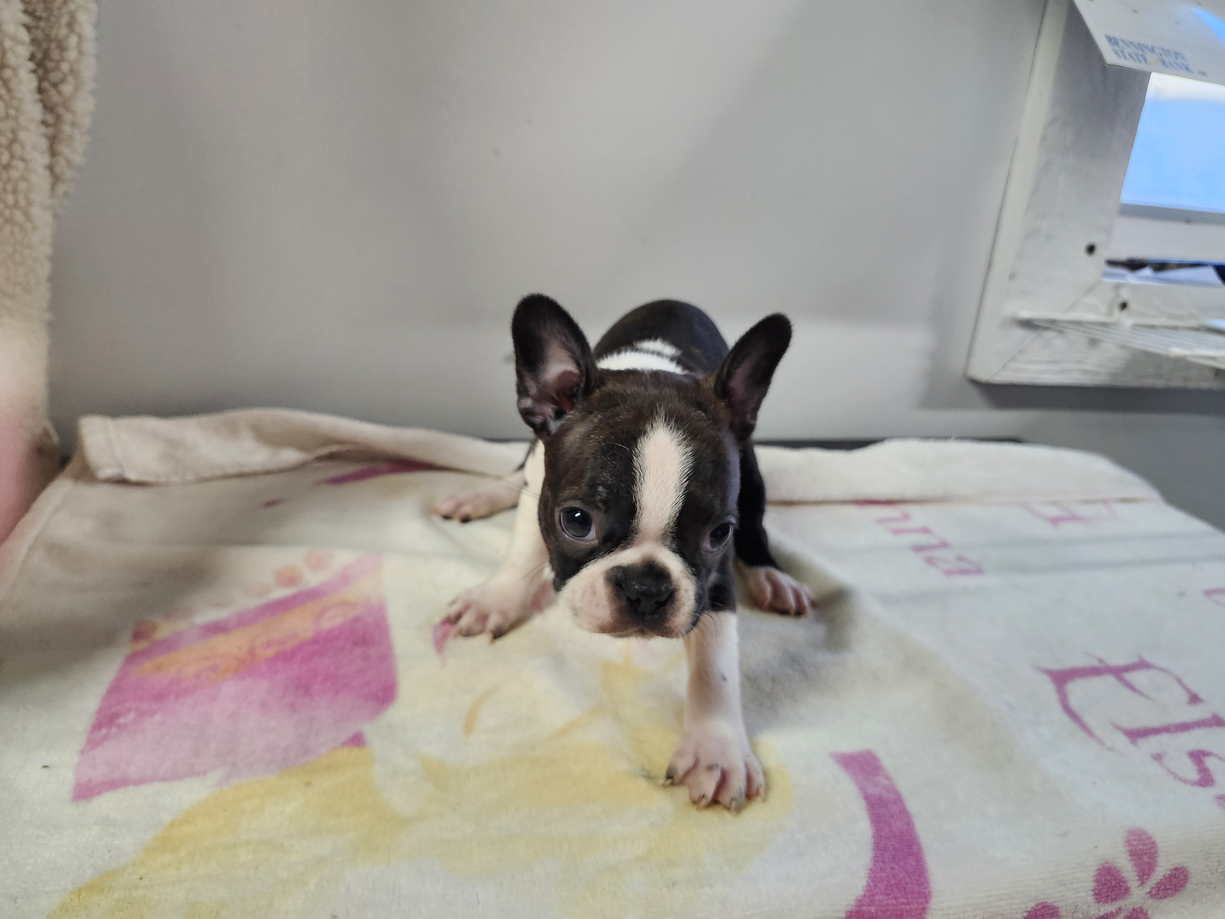 puppy, for, sale, Boston Terrier, Gayle  Baker, dog, breeder, Minneapolis, KS, dog-breeder, puppy-for-sale, forsale, nearby, find, puppyfind, locator, puppylocator, aca