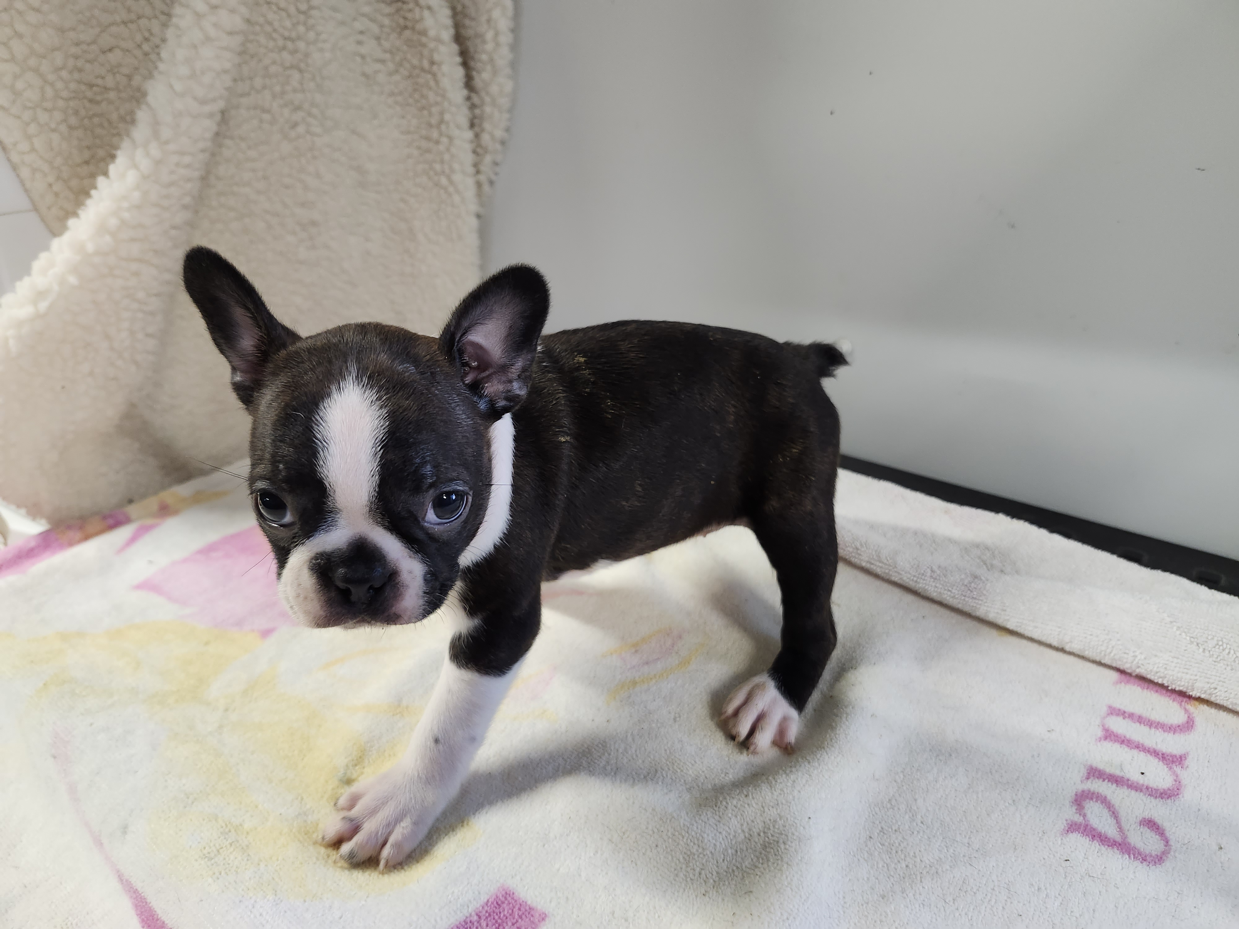 puppy, for, sale, Boston Terrier, Gayle  Baker, dog, breeder, Minneapolis, KS, dog-breeder, puppy-for-sale, forsale, nearby, find, puppyfind, locator, puppylocator, aca