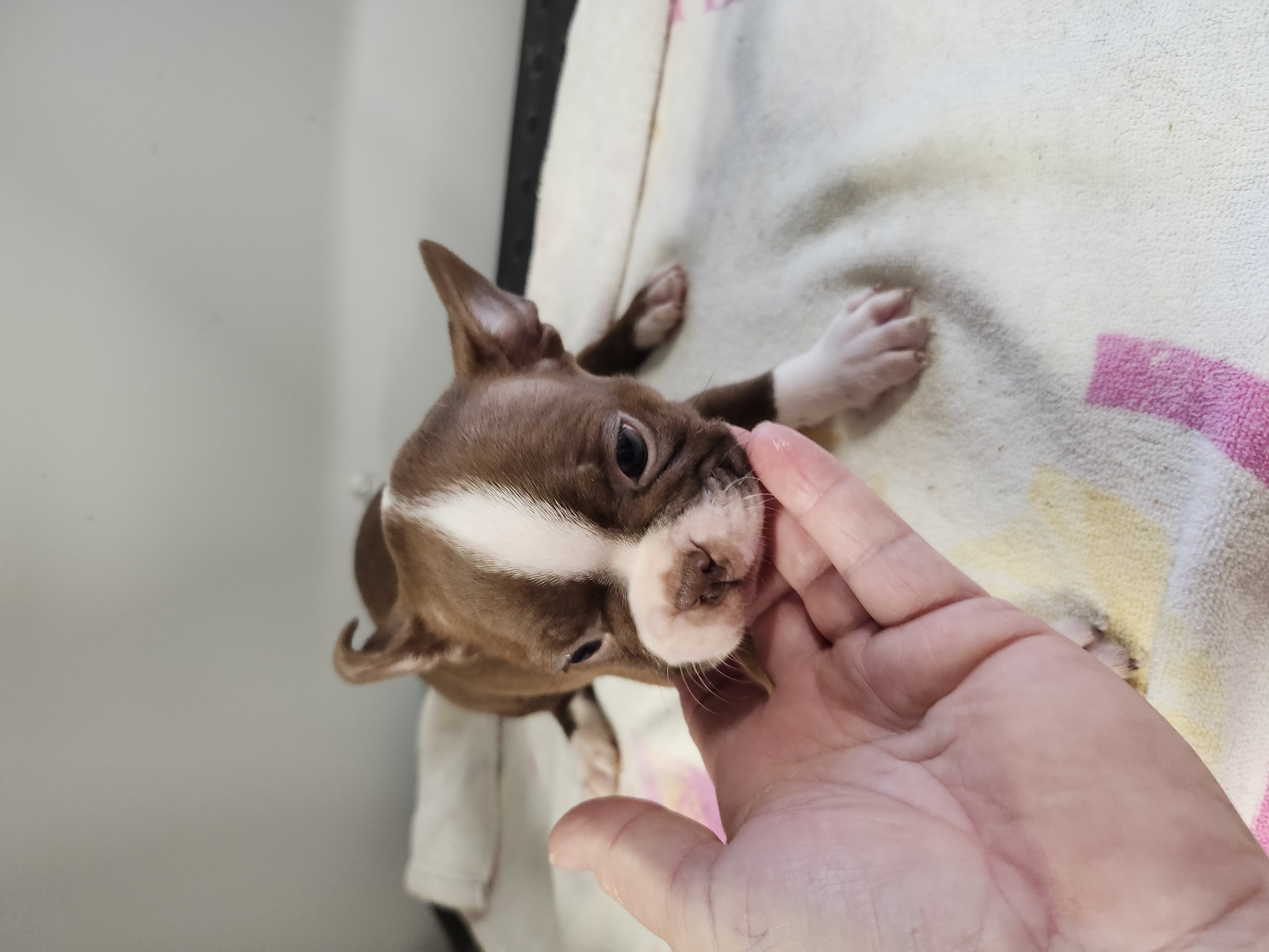 puppy, for, sale, Boston Terrier, Gayle  Baker, dog, breeder, Minneapolis, KS, dog-breeder, puppy-for-sale, forsale, nearby, find, puppyfind, locator, puppylocator, aca