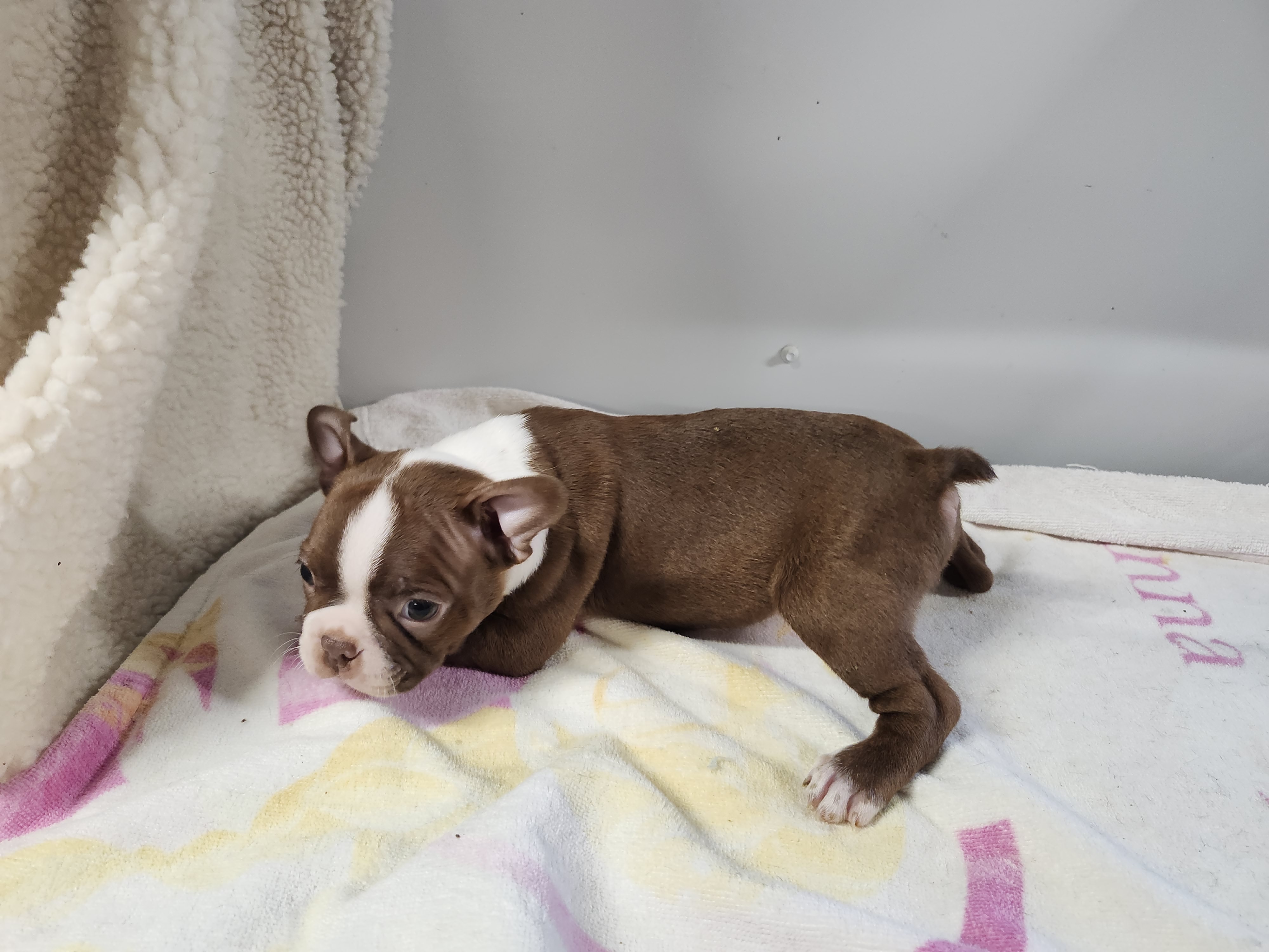 puppy, for, sale, Boston Terrier, Gayle  Baker, dog, breeder, Minneapolis, KS, dog-breeder, puppy-for-sale, forsale, nearby, find, puppyfind, locator, puppylocator, aca