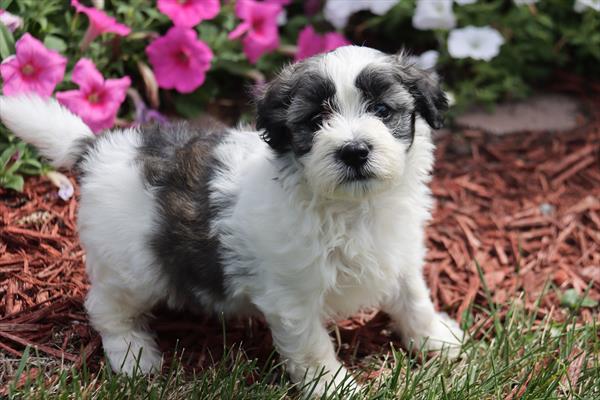 Coton de Tulear Puppies For Sale - Philip Hoover dog breeder 7243631-695249