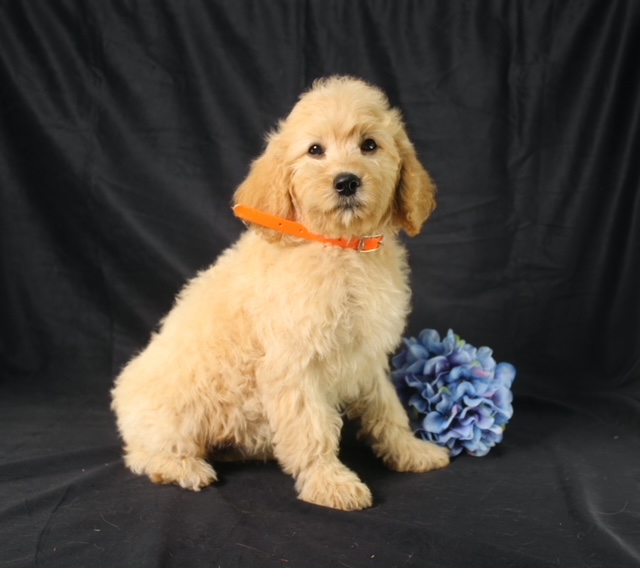 puppy, for, sale, Cavapoo, Ivan J. Stoltzfus, dog, breeder, Dornsife, PA, dog-breeder, puppy-for-sale, forsale, nearby, find, puppyfind, locator, puppylocator, aca