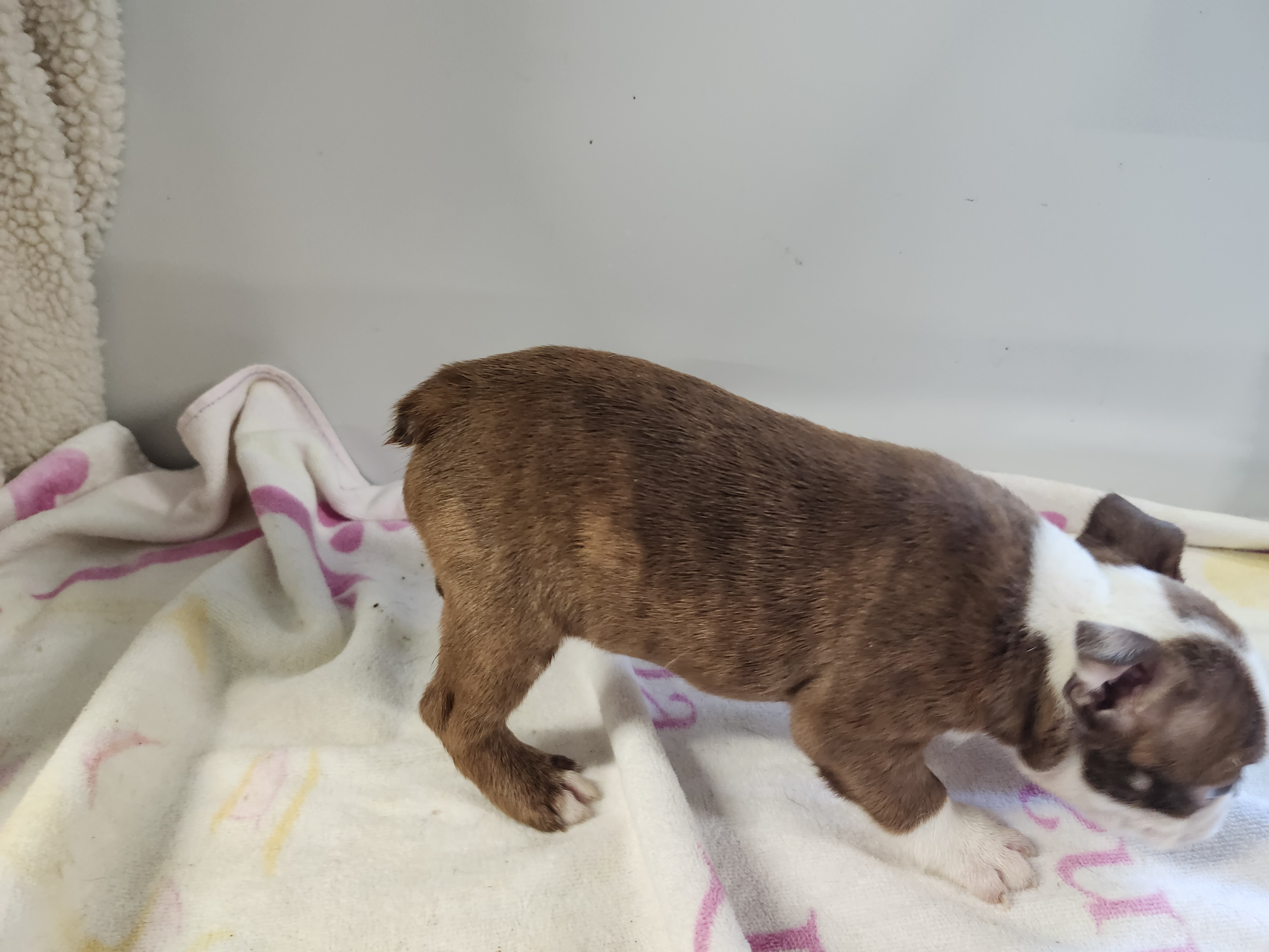 puppy, for, sale, Boston Terrier, Gayle  Baker, dog, breeder, Minneapolis, KS, dog-breeder, puppy-for-sale, forsale, nearby, find, puppyfind, locator, puppylocator, aca