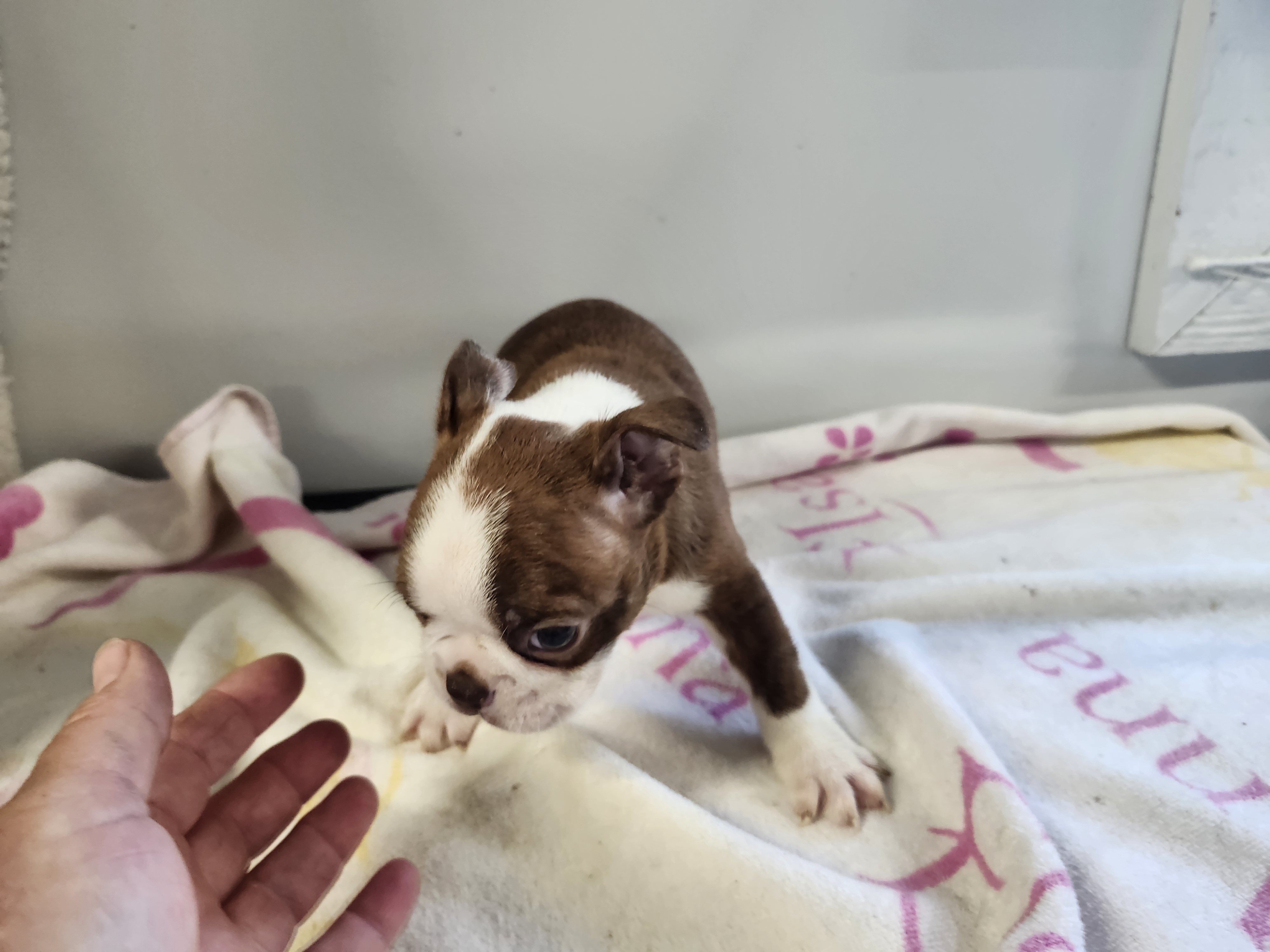 puppy, for, sale, Boston Terrier, Gayle  Baker, dog, breeder, Minneapolis, KS, dog-breeder, puppy-for-sale, forsale, nearby, find, puppyfind, locator, puppylocator, aca