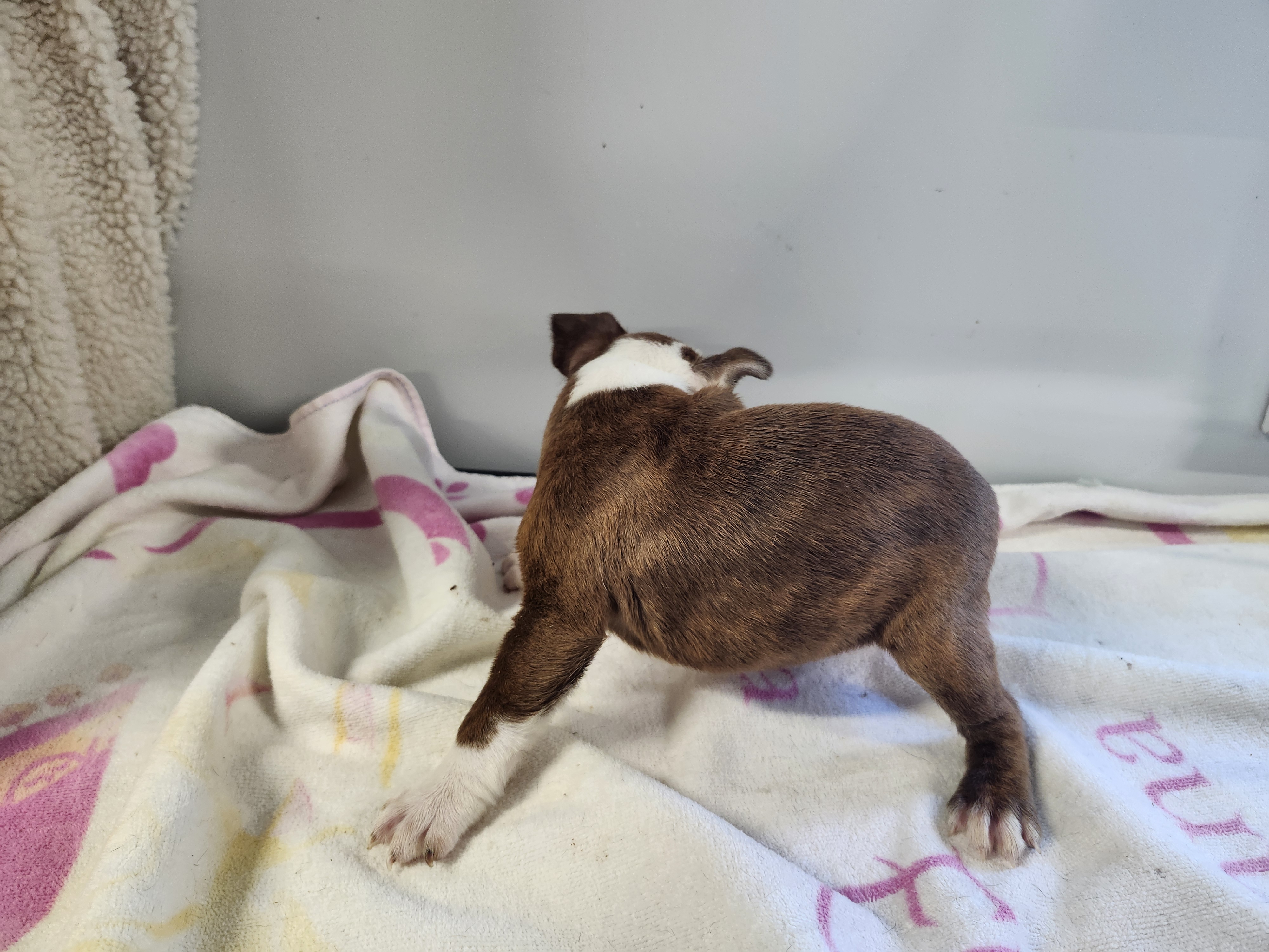 puppy, for, sale, Boston Terrier, Gayle  Baker, dog, breeder, Minneapolis, KS, dog-breeder, puppy-for-sale, forsale, nearby, find, puppyfind, locator, puppylocator, aca