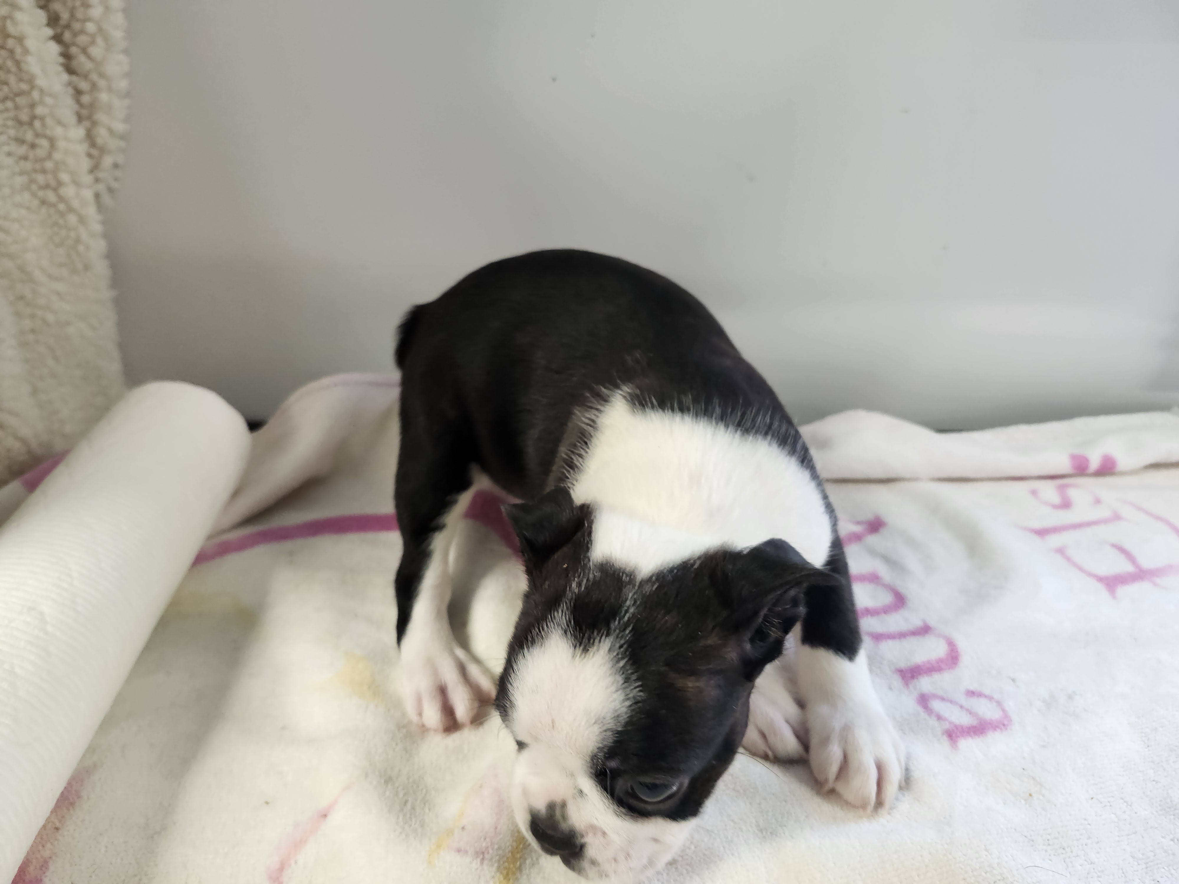 puppy, for, sale, Boston Terrier, Gayle  Baker, dog, breeder, Minneapolis, KS, dog-breeder, puppy-for-sale, forsale, nearby, find, puppyfind, locator, puppylocator, aca