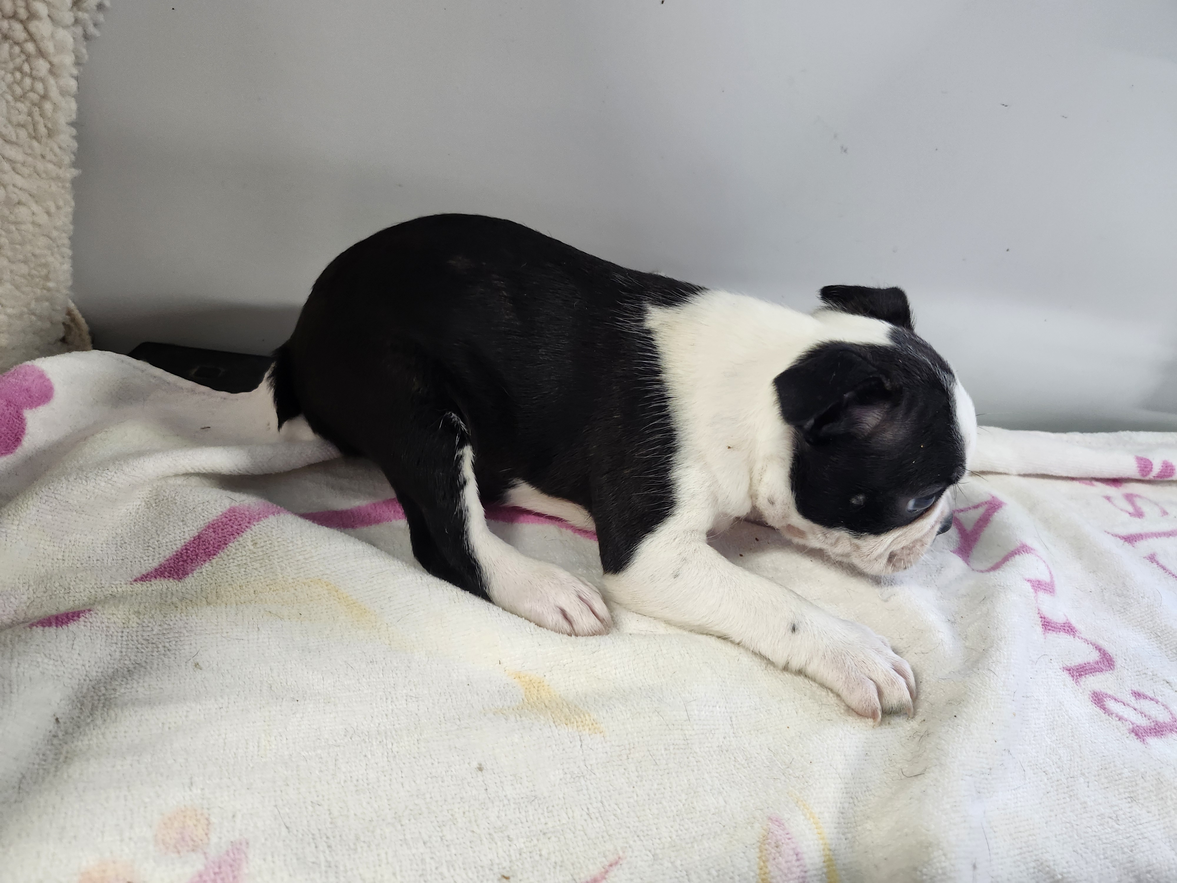 puppy, for, sale, Boston Terrier, Gayle  Baker, dog, breeder, Minneapolis, KS, dog-breeder, puppy-for-sale, forsale, nearby, find, puppyfind, locator, puppylocator, aca