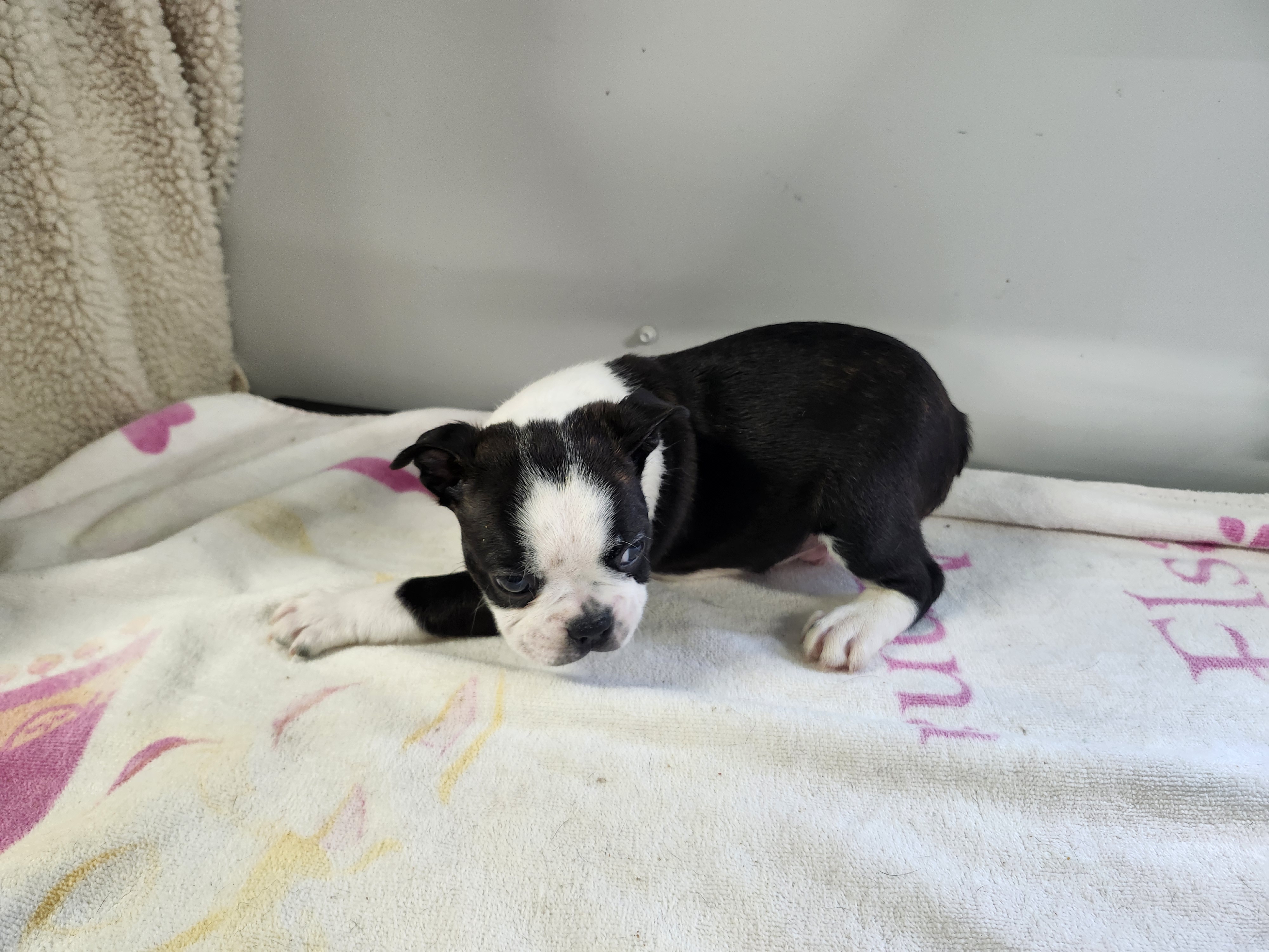 puppy, for, sale, Boston Terrier, Gayle  Baker, dog, breeder, Minneapolis, KS, dog-breeder, puppy-for-sale, forsale, nearby, find, puppyfind, locator, puppylocator, aca