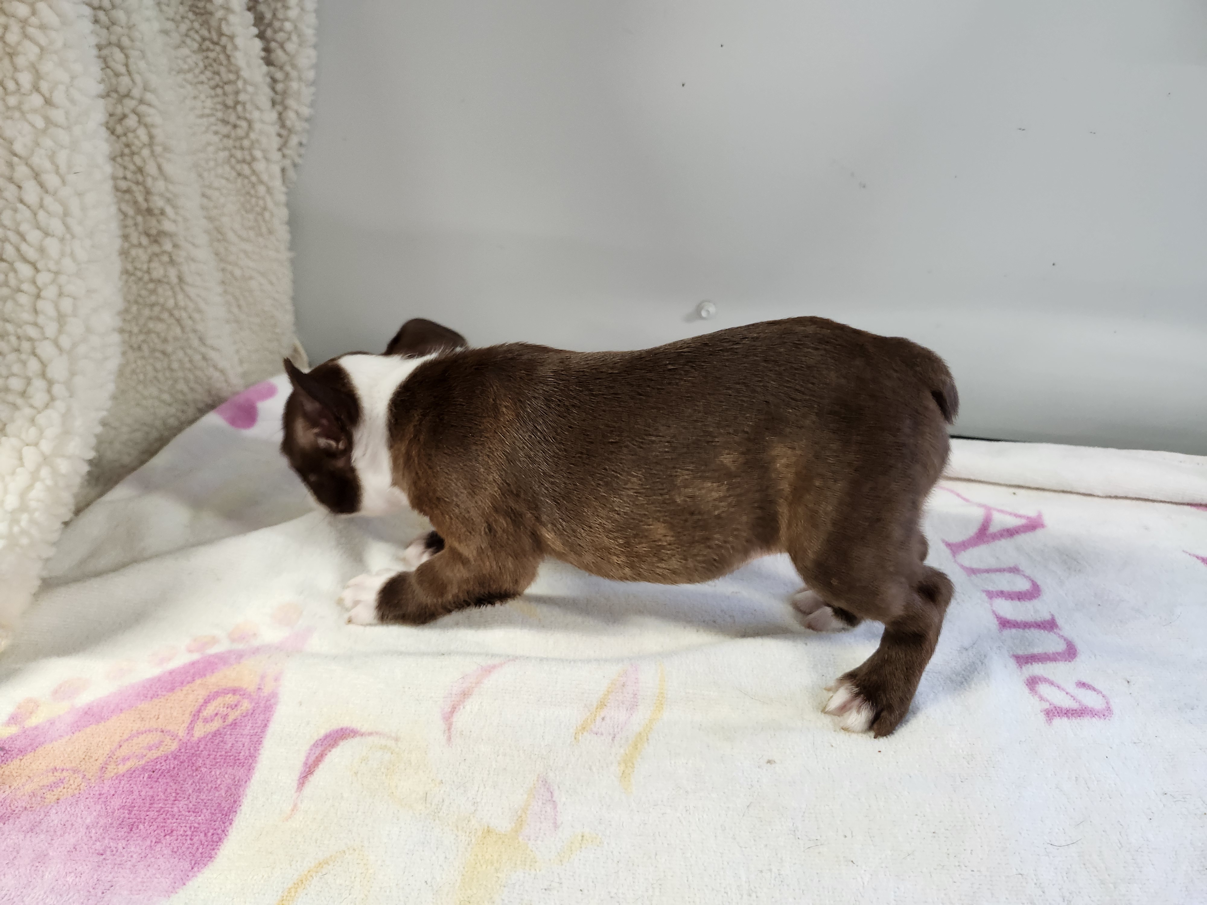 puppy, for, sale, Boston Terrier, Gayle  Baker, dog, breeder, Minneapolis, KS, dog-breeder, puppy-for-sale, forsale, nearby, find, puppyfind, locator, puppylocator, aca