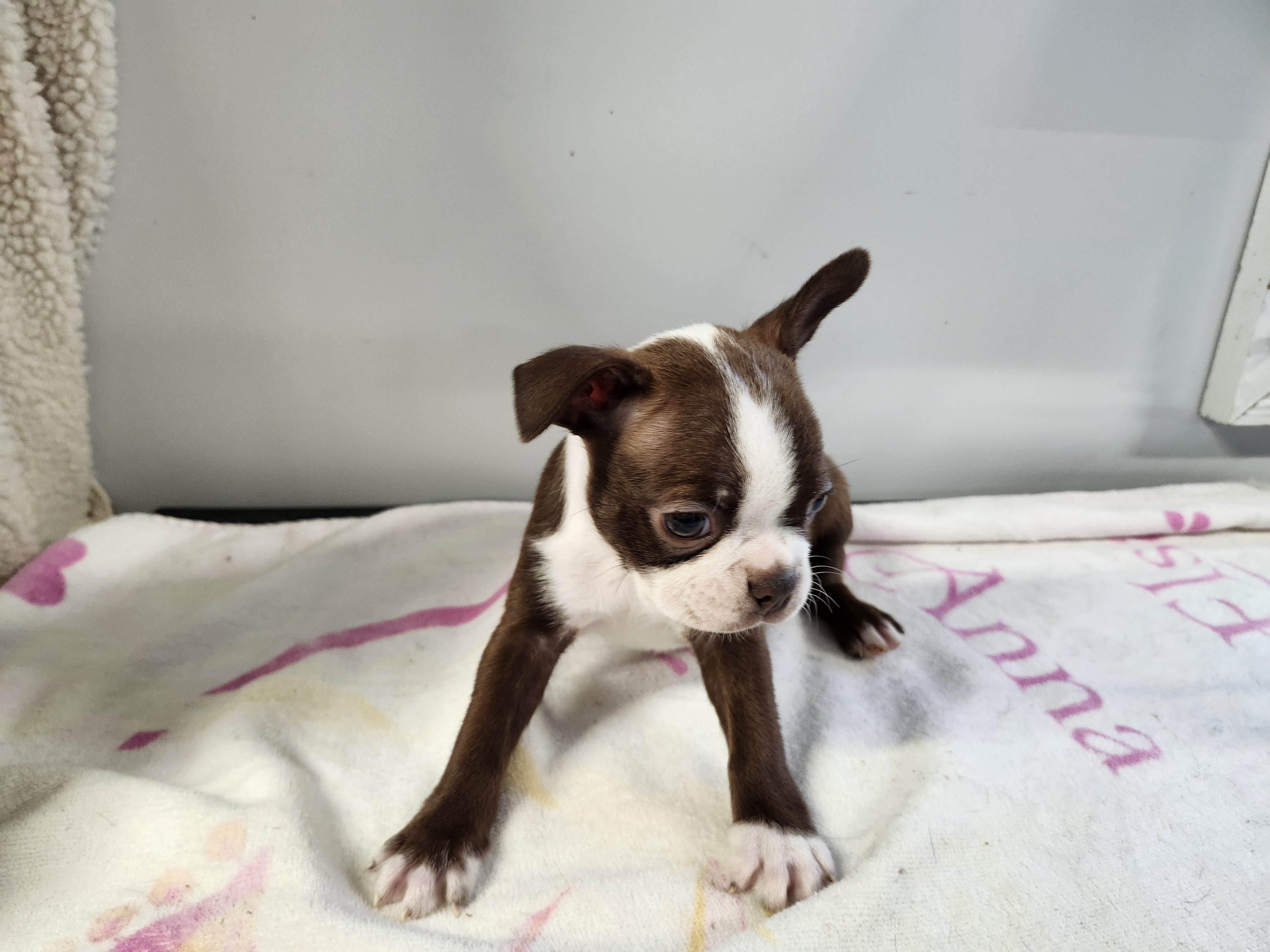 puppy, for, sale, Boston Terrier, Gayle  Baker, dog, breeder, Minneapolis, KS, dog-breeder, puppy-for-sale, forsale, nearby, find, puppyfind, locator, puppylocator, aca