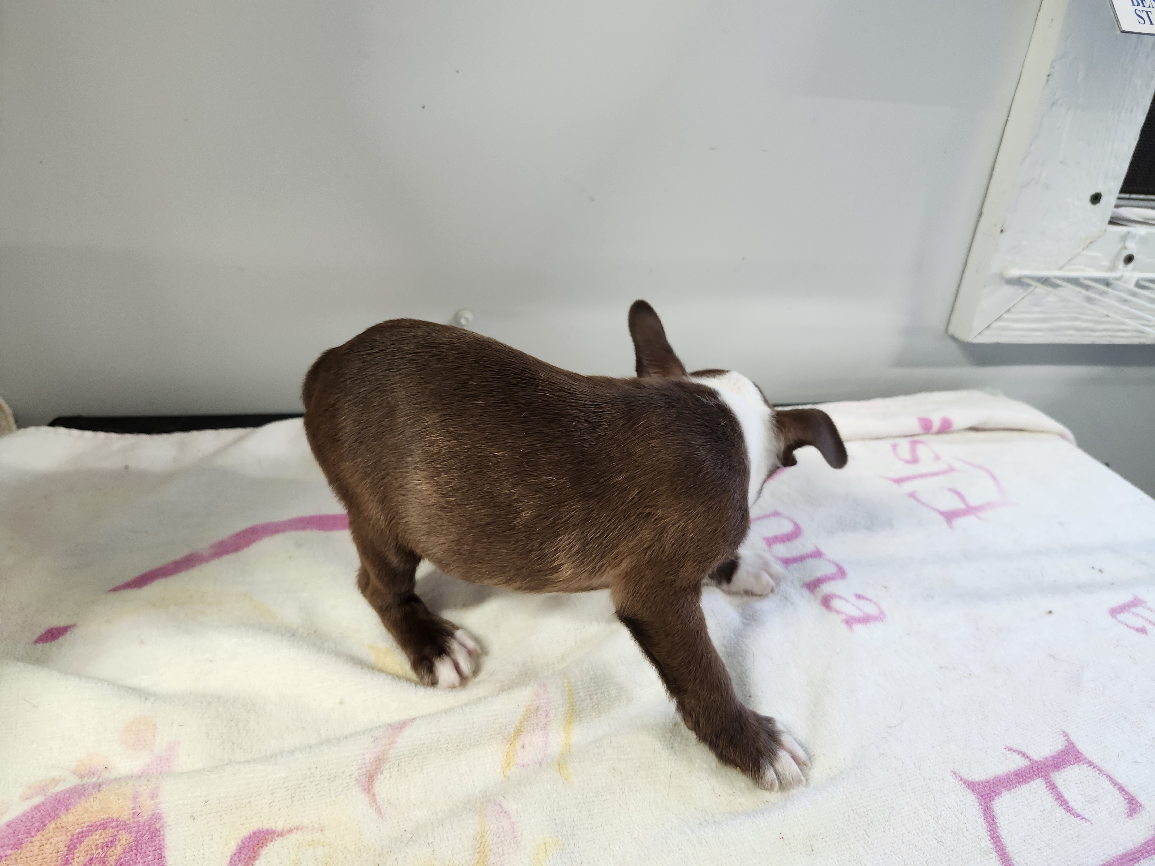 puppy, for, sale, Boston Terrier, Gayle  Baker, dog, breeder, Minneapolis, KS, dog-breeder, puppy-for-sale, forsale, nearby, find, puppyfind, locator, puppylocator, aca