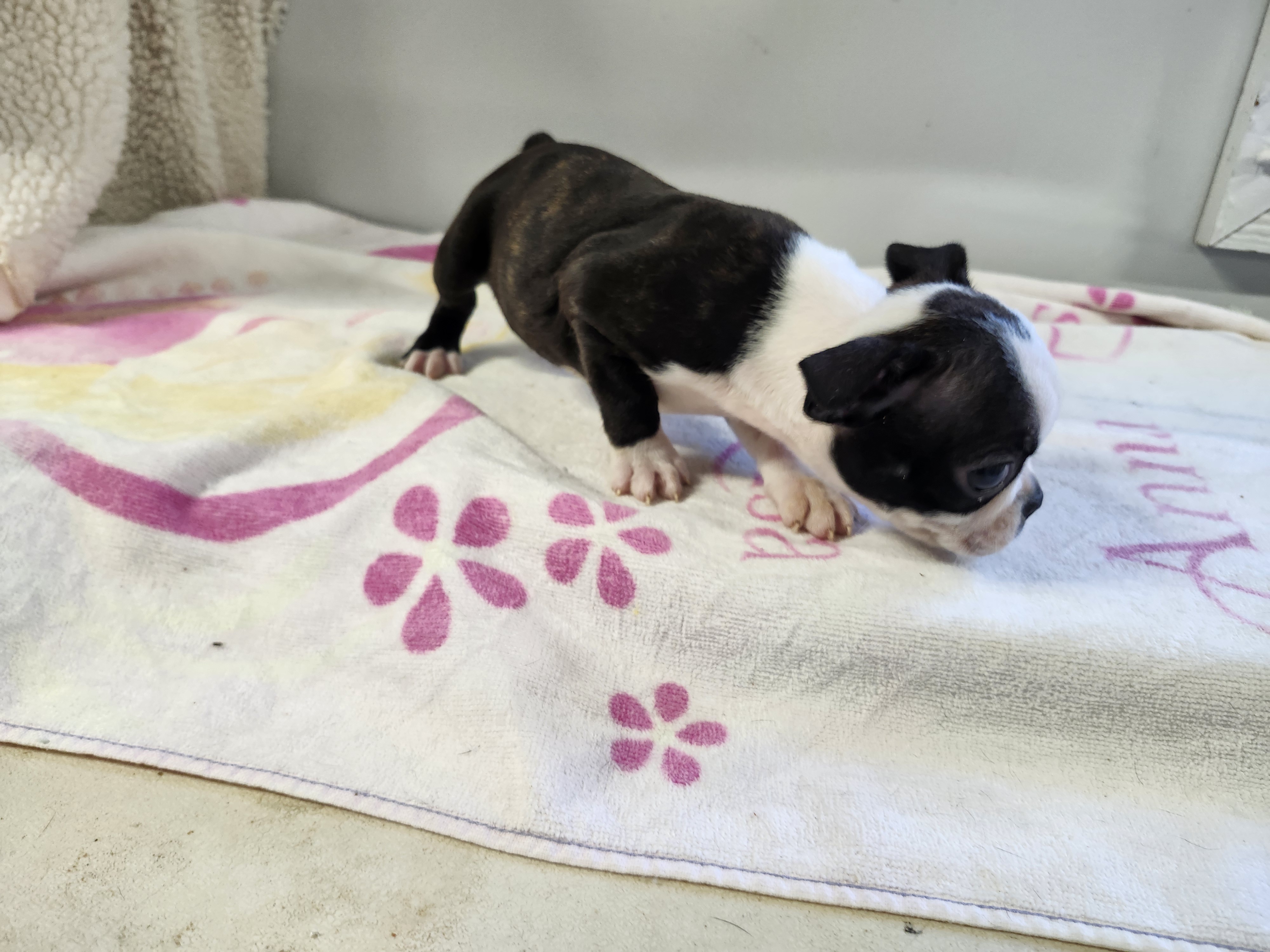 puppy, for, sale, Boston Terrier, Gayle  Baker, dog, breeder, Minneapolis, KS, dog-breeder, puppy-for-sale, forsale, nearby, find, puppyfind, locator, puppylocator, aca