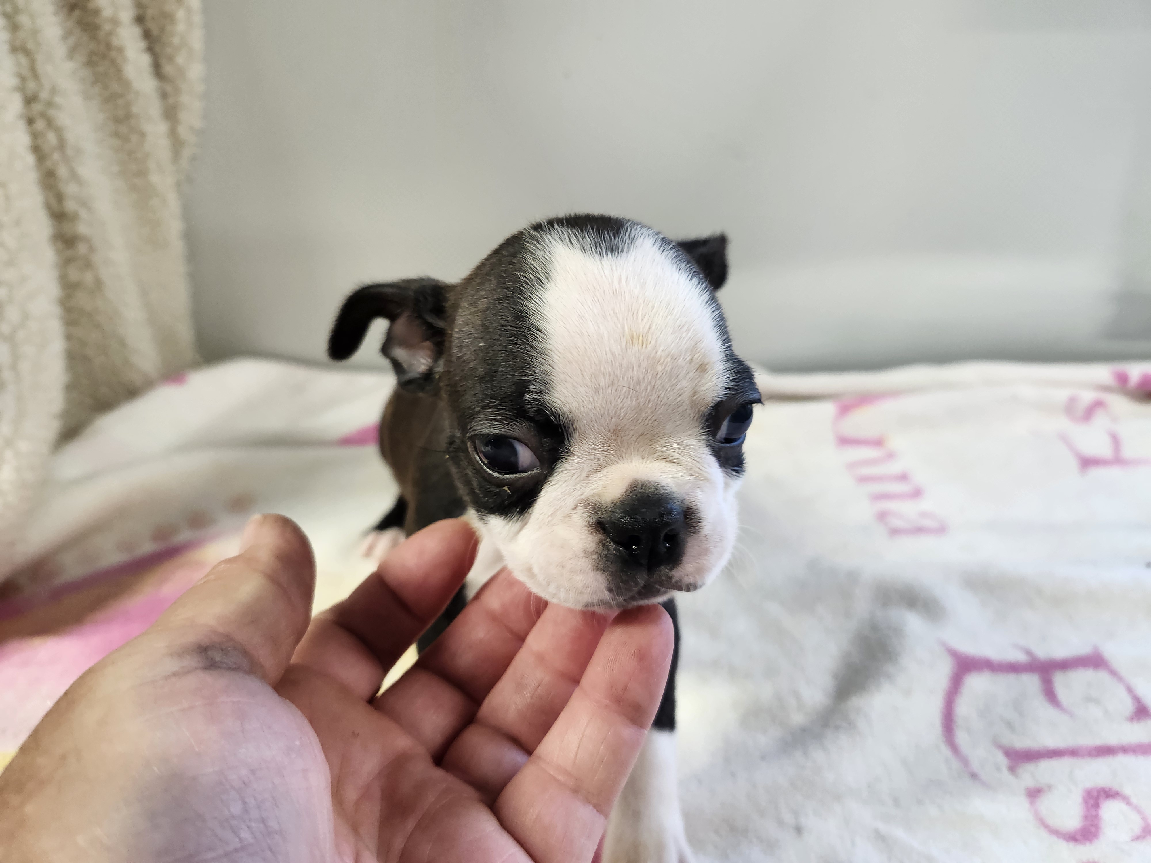 puppy, for, sale, Boston Terrier, Gayle  Baker, dog, breeder, Minneapolis, KS, dog-breeder, puppy-for-sale, forsale, nearby, find, puppyfind, locator, puppylocator, aca