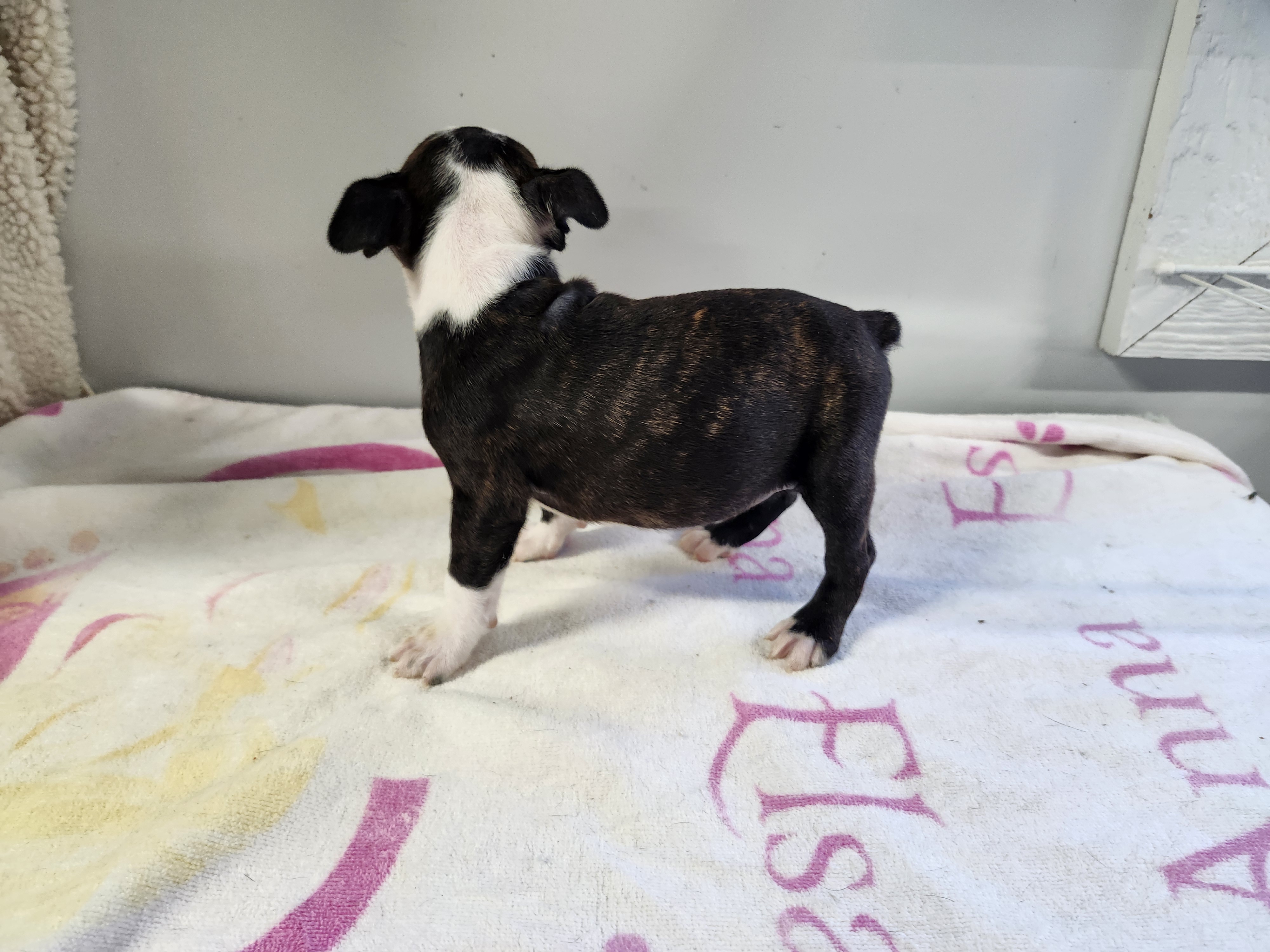 puppy, for, sale, Boston Terrier, Gayle  Baker, dog, breeder, Minneapolis, KS, dog-breeder, puppy-for-sale, forsale, nearby, find, puppyfind, locator, puppylocator, aca