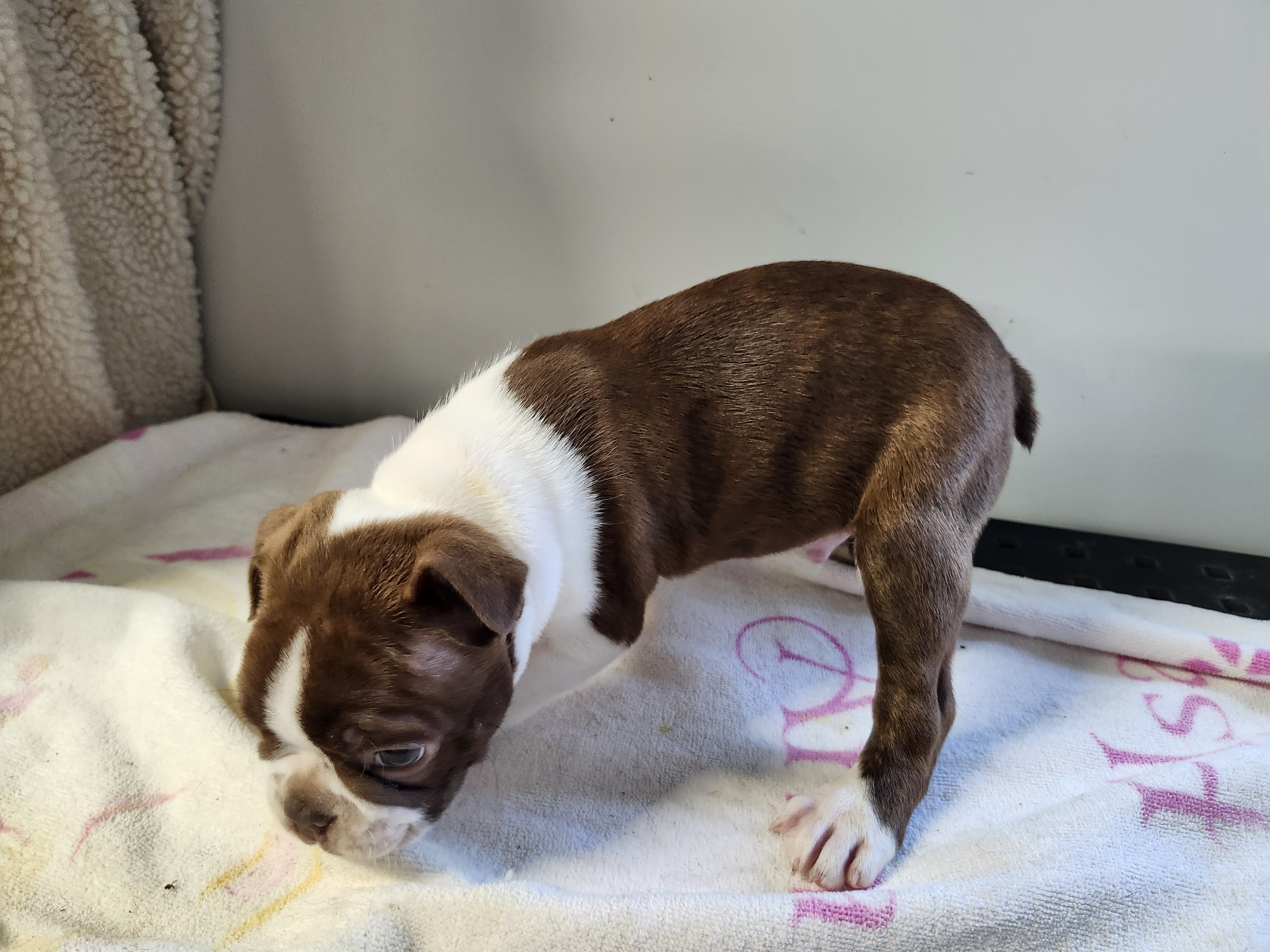 puppy, for, sale, Boston Terrier, Gayle  Baker, dog, breeder, Minneapolis, KS, dog-breeder, puppy-for-sale, forsale, nearby, find, puppyfind, locator, puppylocator, aca