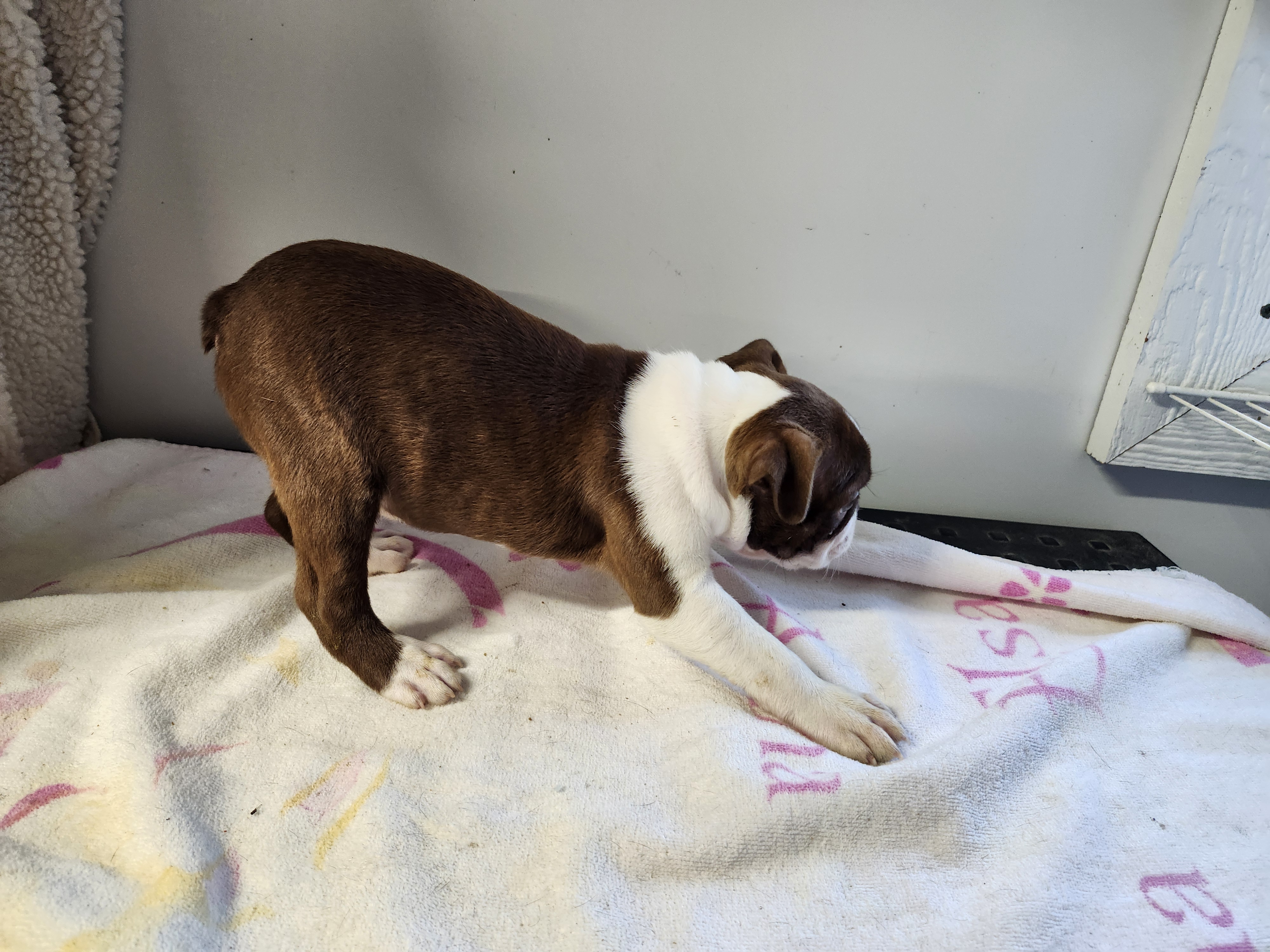 puppy, for, sale, Boston Terrier, Gayle  Baker, dog, breeder, Minneapolis, KS, dog-breeder, puppy-for-sale, forsale, nearby, find, puppyfind, locator, puppylocator, aca