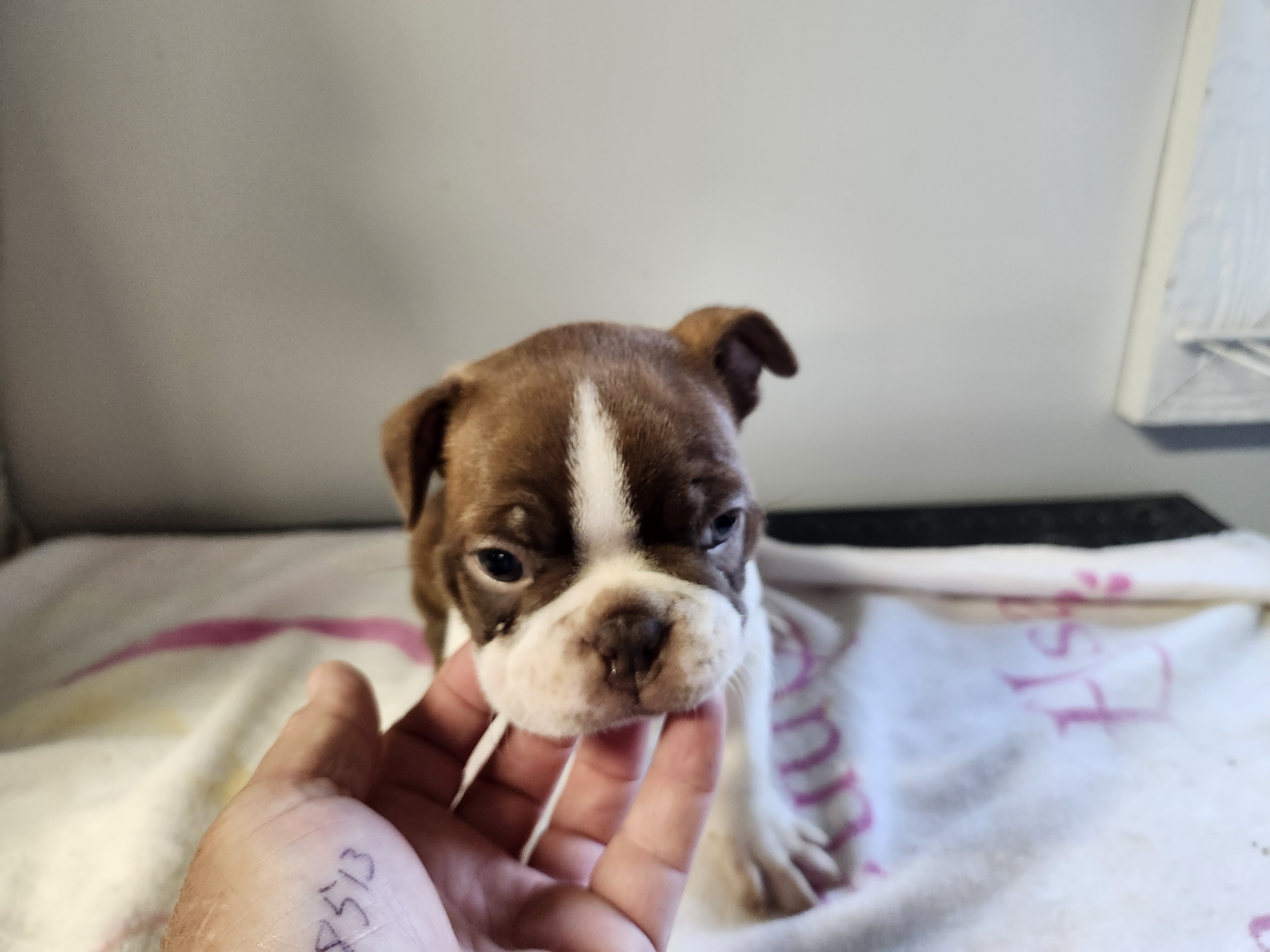 puppy, for, sale, Boston Terrier, Gayle  Baker, dog, breeder, Minneapolis, KS, dog-breeder, puppy-for-sale, forsale, nearby, find, puppyfind, locator, puppylocator, aca