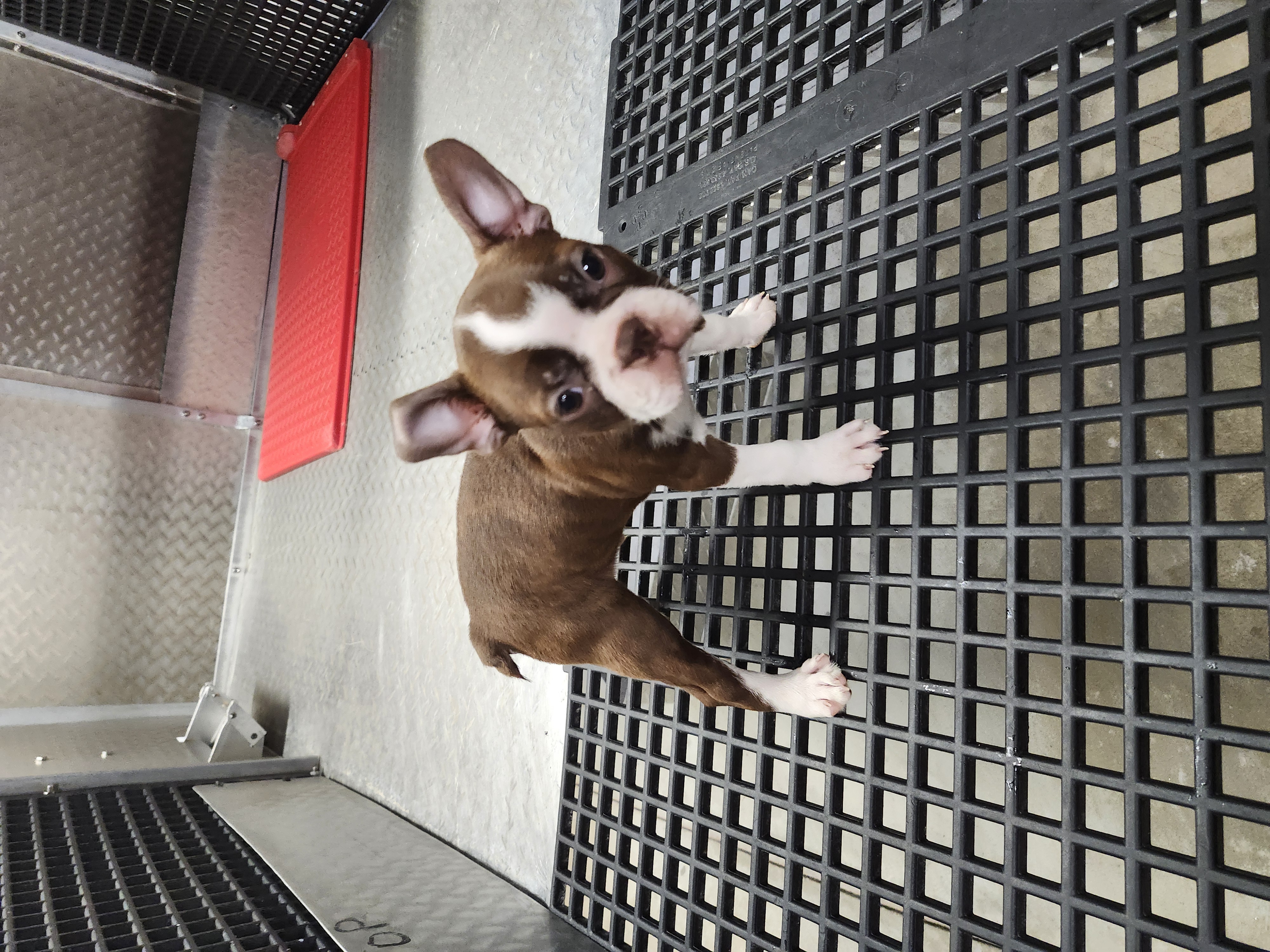 puppy, for, sale, Boston Terrier, Gayle  Baker, dog, breeder, Minneapolis, KS, dog-breeder, puppy-for-sale, forsale, nearby, find, puppyfind, locator, puppylocator, aca