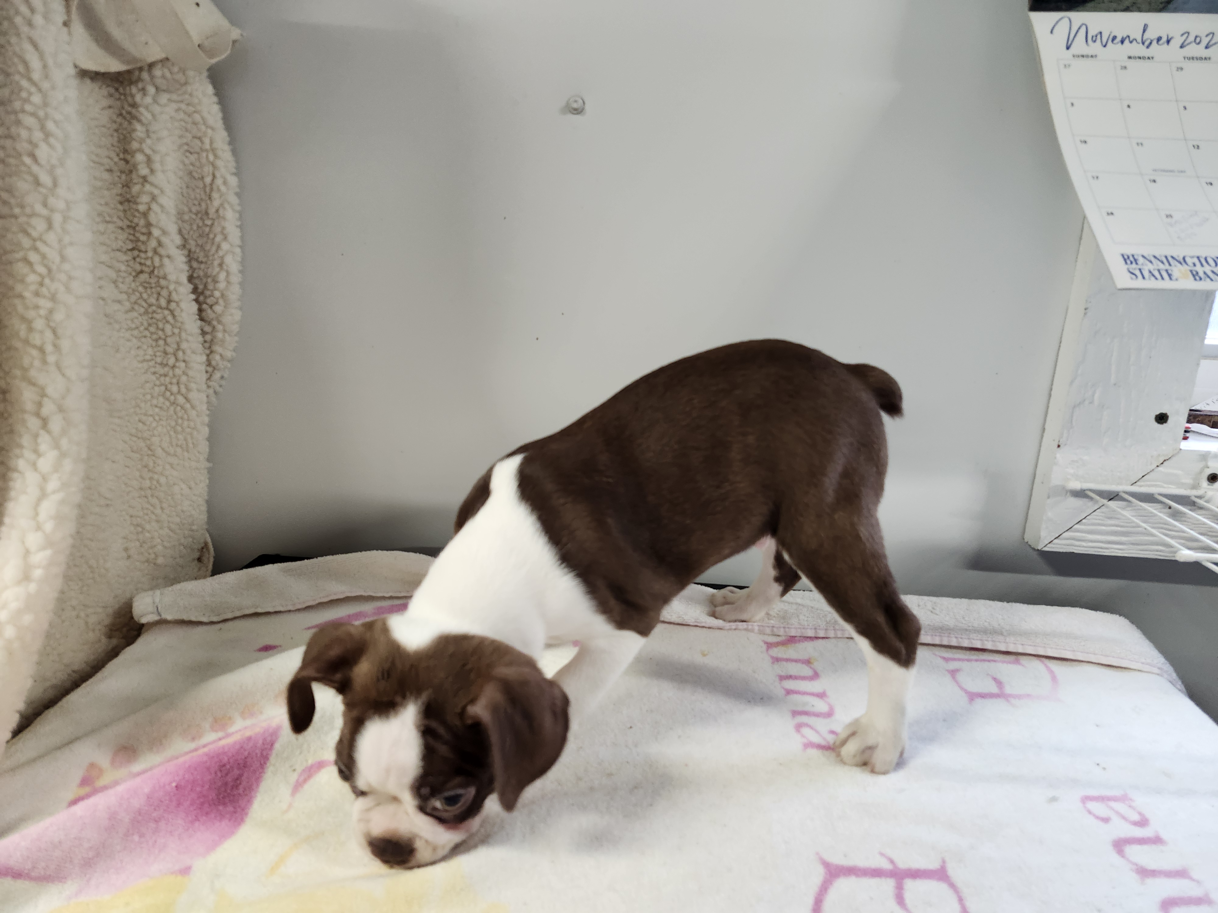 puppy, for, sale, Boston Terrier, Gayle  Baker, dog, breeder, Minneapolis, KS, dog-breeder, puppy-for-sale, forsale, nearby, find, puppyfind, locator, puppylocator, aca