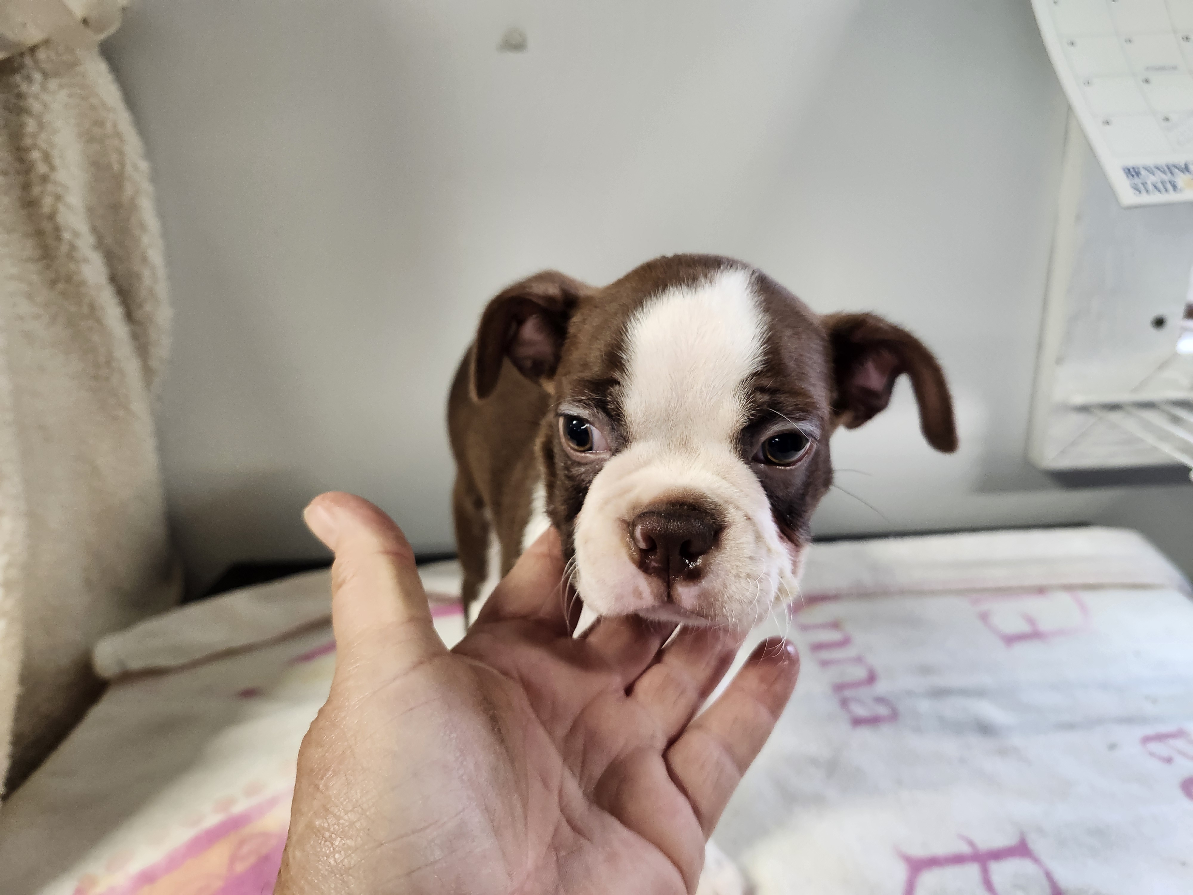 puppy, for, sale, Boston Terrier, Gayle  Baker, dog, breeder, Minneapolis, KS, dog-breeder, puppy-for-sale, forsale, nearby, find, puppyfind, locator, puppylocator, aca