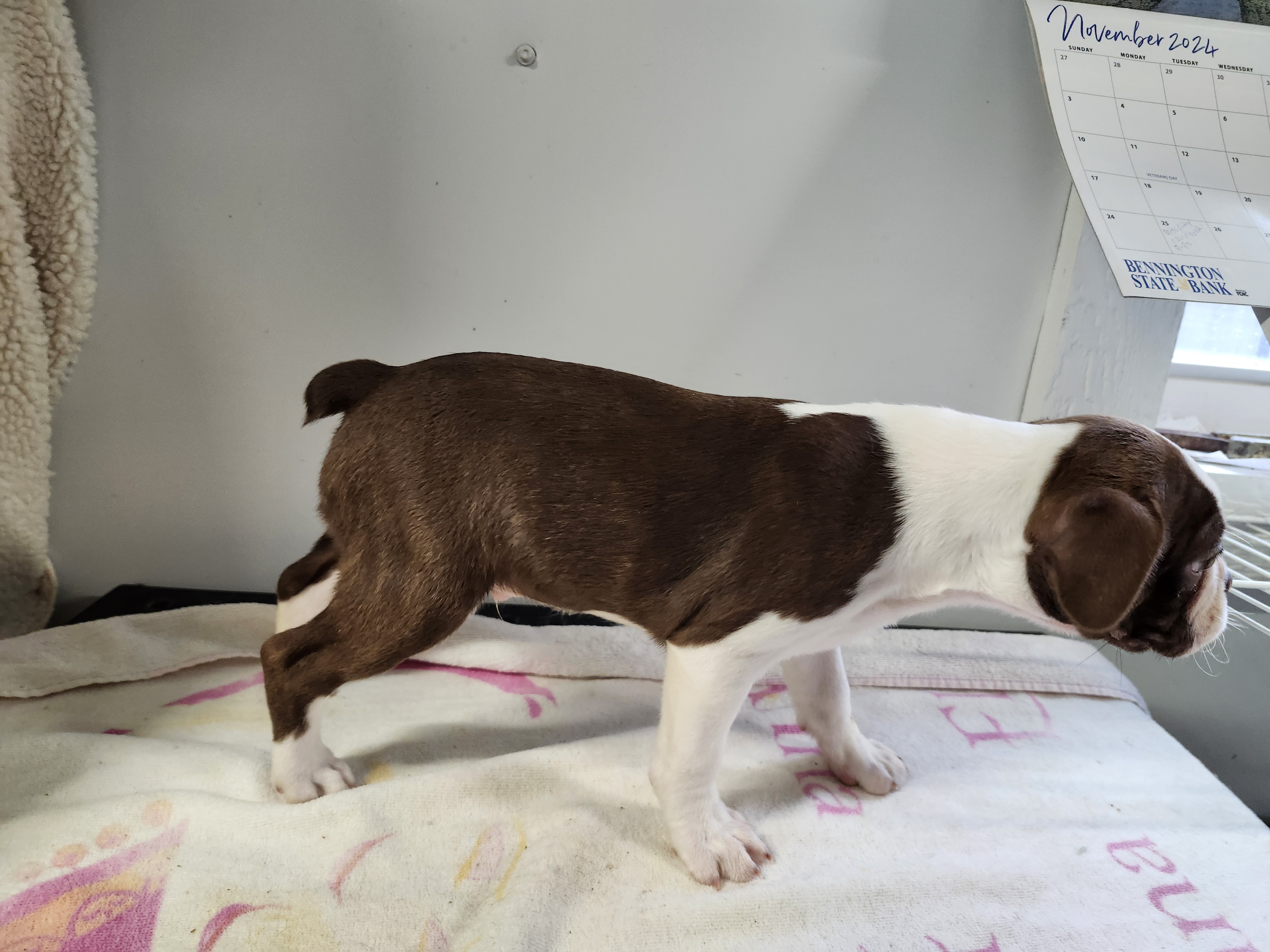 puppy, for, sale, Boston Terrier, Gayle  Baker, dog, breeder, Minneapolis, KS, dog-breeder, puppy-for-sale, forsale, nearby, find, puppyfind, locator, puppylocator, aca