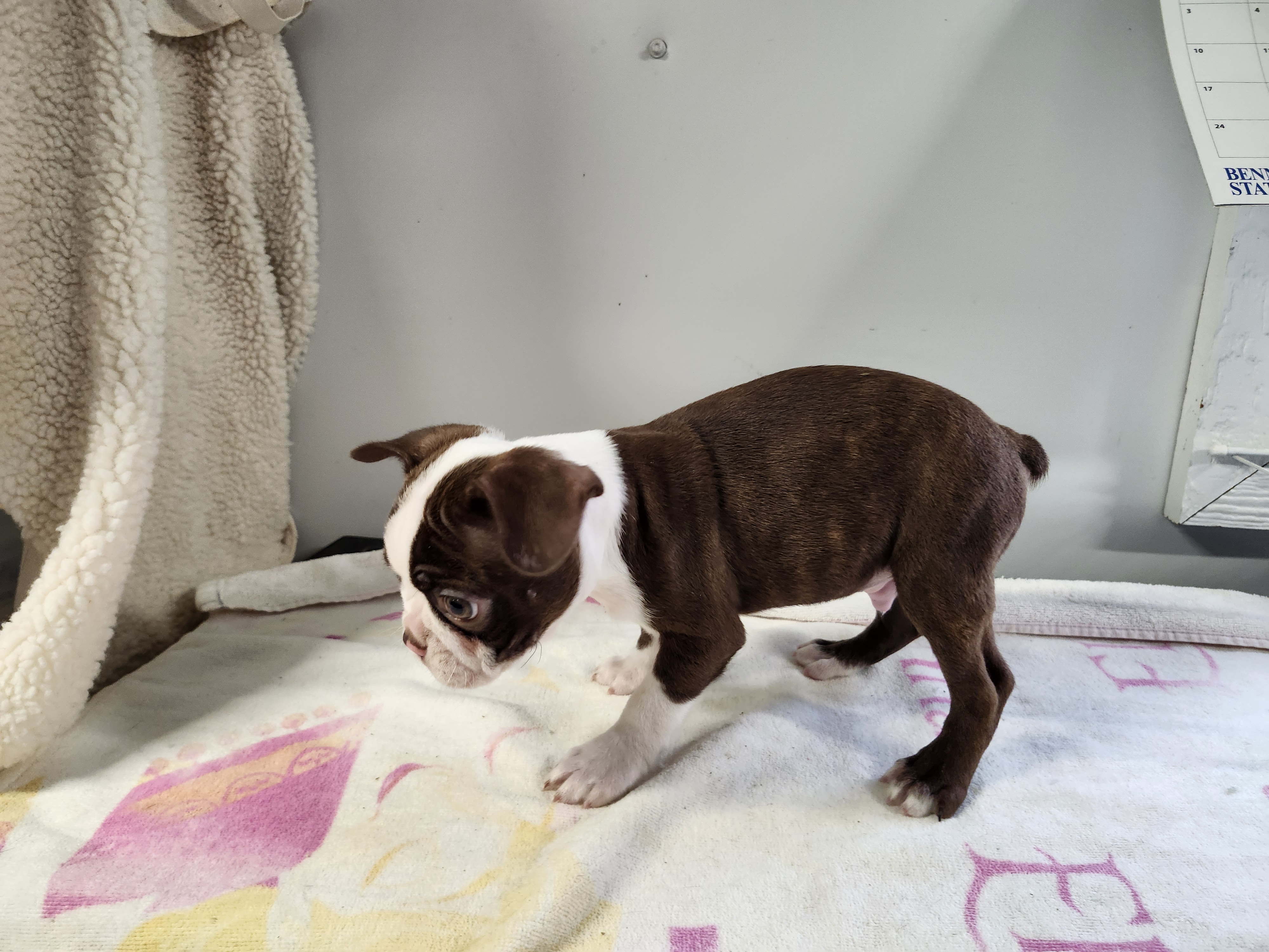 puppy, for, sale, Boston Terrier, Gayle  Baker, dog, breeder, Minneapolis, KS, dog-breeder, puppy-for-sale, forsale, nearby, find, puppyfind, locator, puppylocator, aca