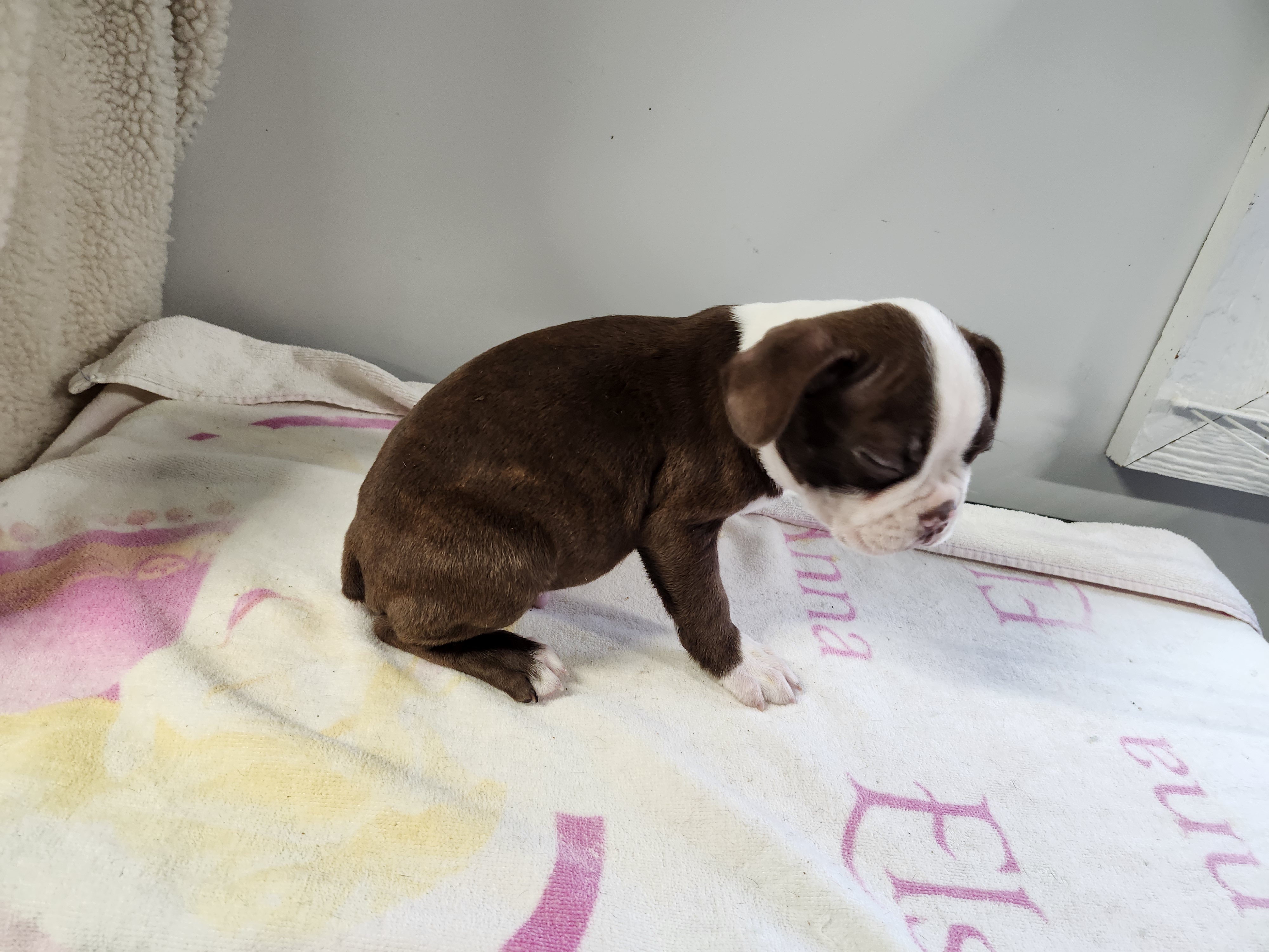 puppy, for, sale, Boston Terrier, Gayle  Baker, dog, breeder, Minneapolis, KS, dog-breeder, puppy-for-sale, forsale, nearby, find, puppyfind, locator, puppylocator, aca