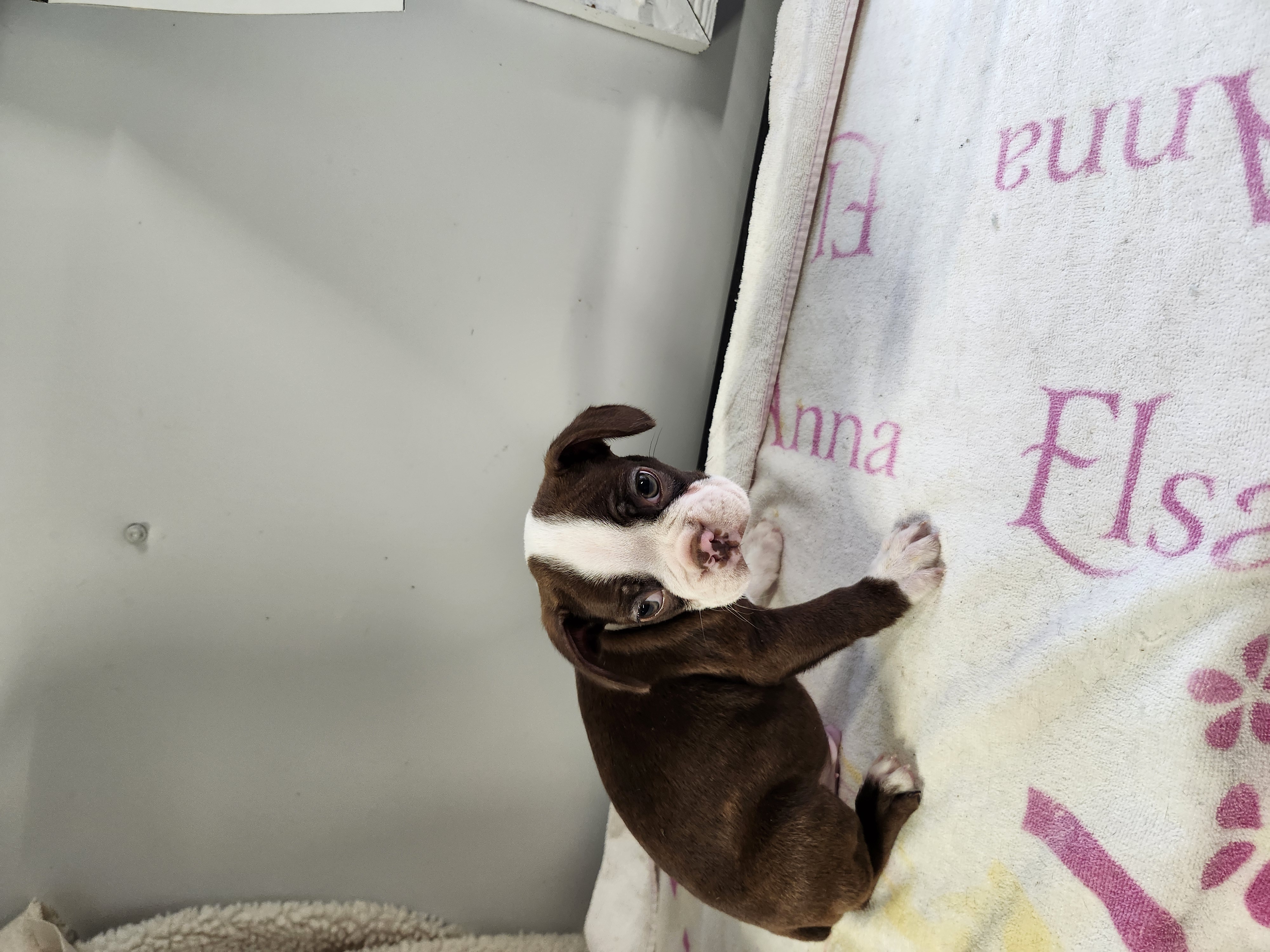 puppy, for, sale, Boston Terrier, Gayle  Baker, dog, breeder, Minneapolis, KS, dog-breeder, puppy-for-sale, forsale, nearby, find, puppyfind, locator, puppylocator, aca