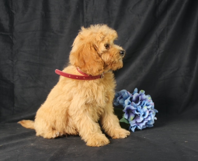 puppy, for, sale, Mini Goldencavadoodles, Ivan J. Stoltzfus, dog, breeder, Dornsife, PA, dog-breeder, puppy-for-sale, forsale, nearby, find, puppyfind, locator, puppylocator, aca