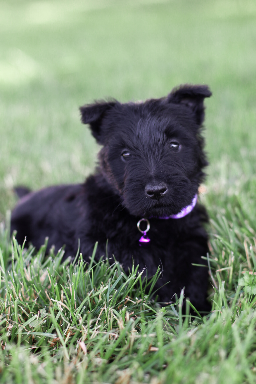 puppy, for, sale, Scottish Terrier, Kerek & Marisa  Martin, dog, breeder, Mount Joy, PA, dog-breeder, puppy-for-sale, forsale, nearby, find, puppyfind, locator, puppylocator, aca