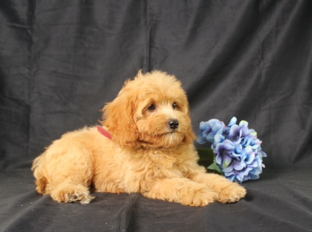 puppy, for, sale, Mini Goldencavadoodles, Ivan J. Stoltzfus, dog, breeder, Dornsife, PA, dog-breeder, puppy-for-sale, forsale, nearby, find, puppyfind, locator, puppylocator, aca