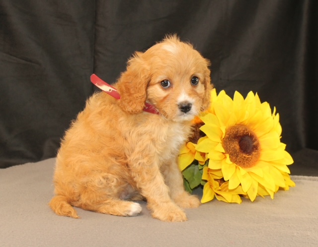 puppy, for, sale, Cavapoo, Ivan J. Stoltzfus, dog, breeder, Dornsife, PA, dog-breeder, puppy-for-sale, forsale, nearby, find, puppyfind, locator, puppylocator, aca