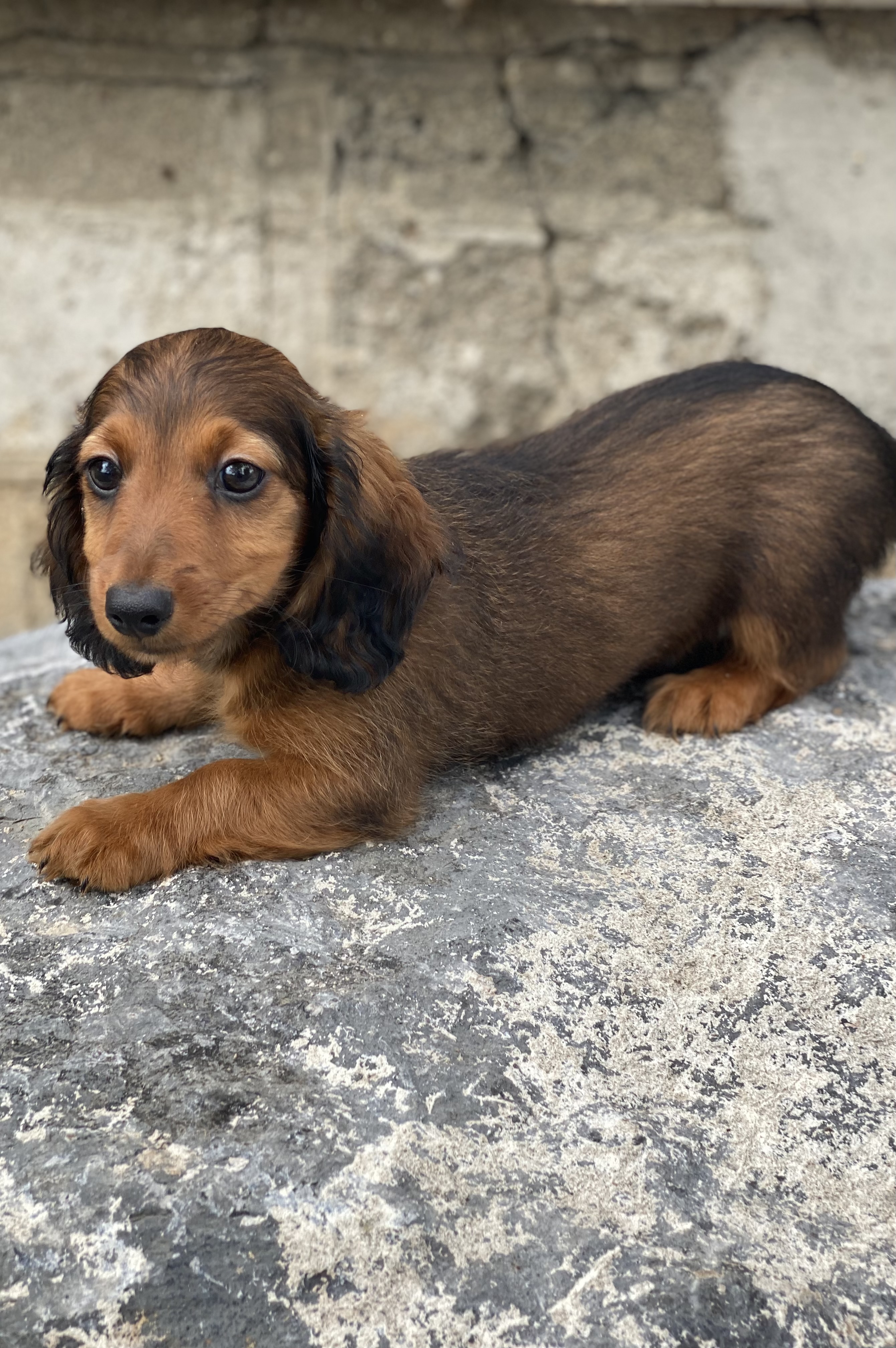 puppy, for, sale, Dachshund, Curtis  Martin, dog, breeder, Seneca Falls, NY, dog-breeder, puppy-for-sale, forsale, nearby, find, puppyfind, locator, puppylocator, aca