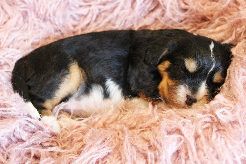 puppy, for, sale, Miniature Bernese Mountain Dog, Melvin  Fisher, dog, breeder, Coatesville, PA, dog-breeder, puppy-for-sale, forsale, nearby, find, puppyfind, locator, puppylocator, aca