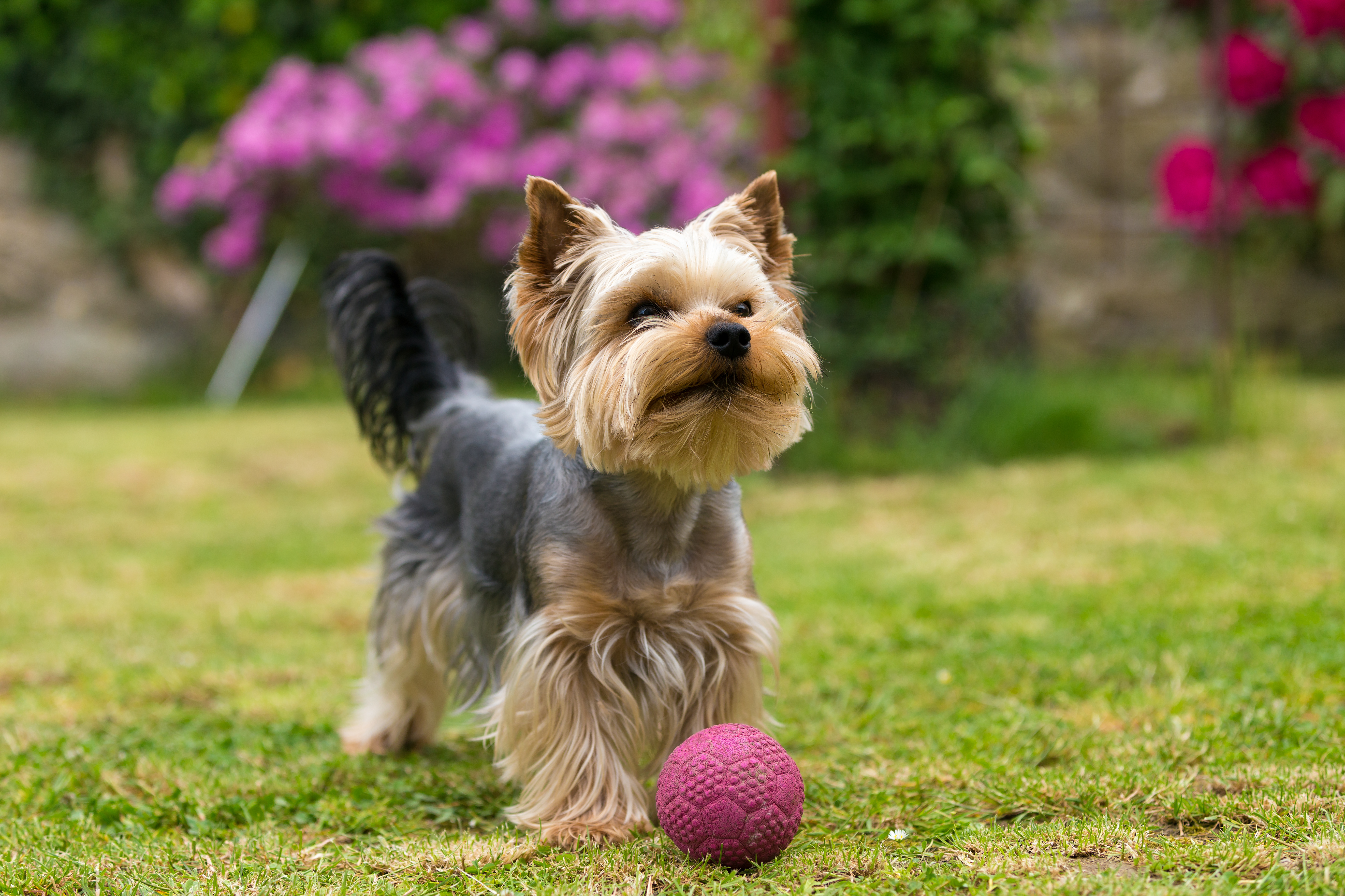 puppy, for, sale, Yorkshire Terrier, Jane  Doe, dog, breeder, Clermont, FL, dog-breeder, puppy-for-sale, forsale, nearby, find, puppyfind, locator, puppylocator, aca