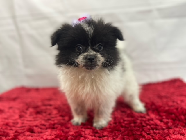 puppy, for, sale, Pomeranian, Alisa  Breedlove, dog, breeder, Waynesville, MO, dog-breeder, puppy-for-sale, forsale, nearby, find, puppyfind, locator, puppylocator, aca