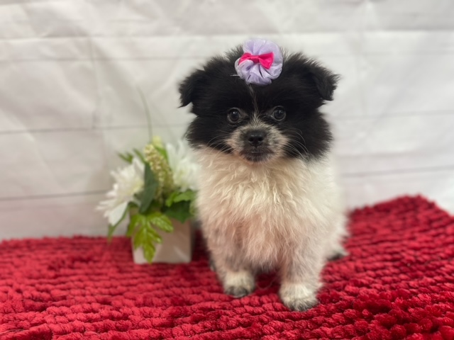 puppy, for, sale, Pomeranian, Alisa  Breedlove, dog, breeder, Waynesville, MO, dog-breeder, puppy-for-sale, forsale, nearby, find, puppyfind, locator, puppylocator, aca