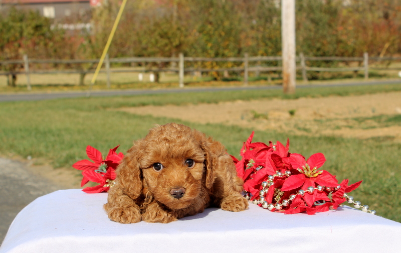 puppy, for, sale, Miniature Poodle, Matthew B. Stoltzfus, dog, breeder, Gap, PA, dog-breeder, puppy-for-sale, forsale, nearby, find, puppyfind, locator, puppylocator, aca