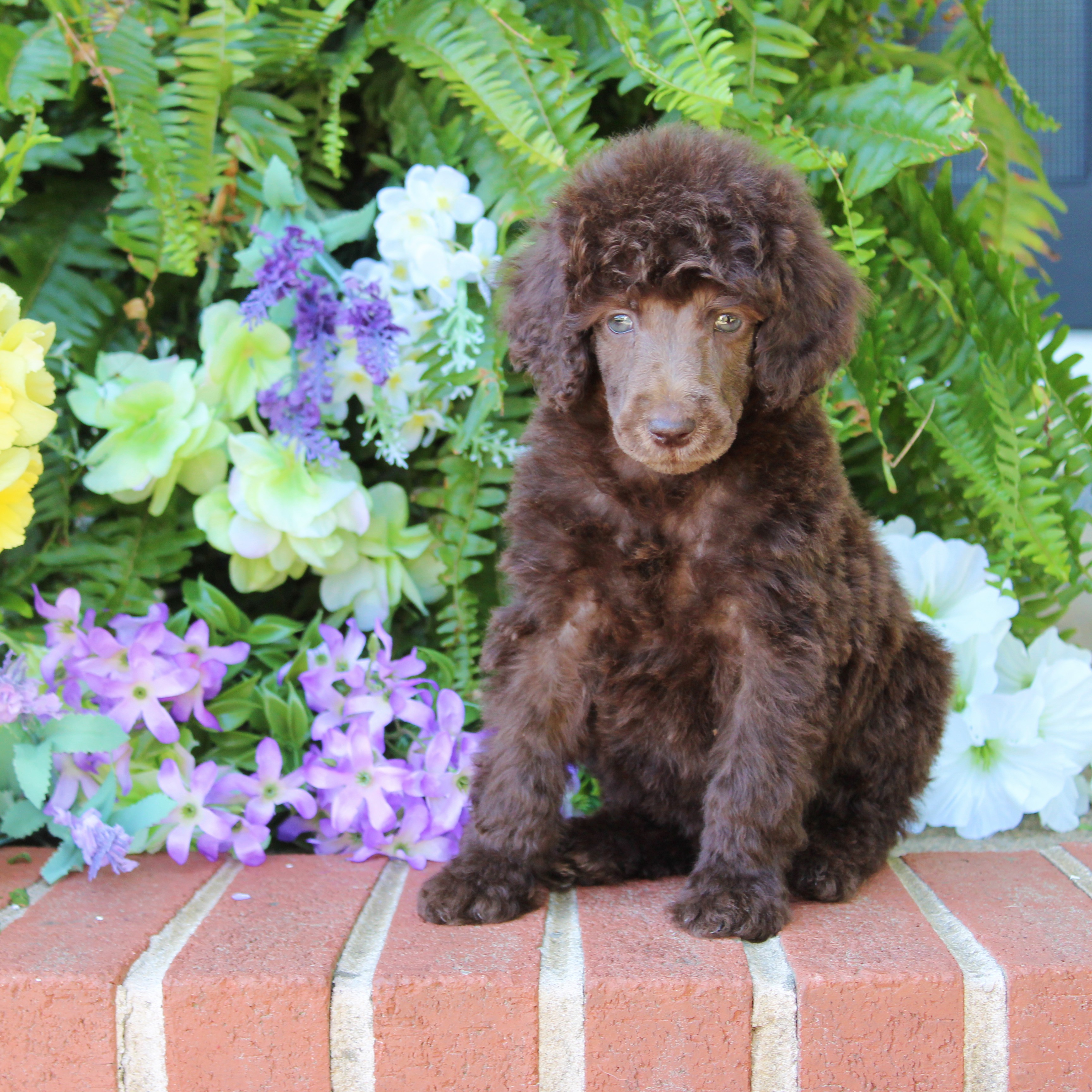 puppy, for, sale, Standard Poodle, John  Stoltzfus, dog, breeder, Christiana, PA, dog-breeder, puppy-for-sale, forsale, nearby, find, puppyfind, locator, puppylocator, aca