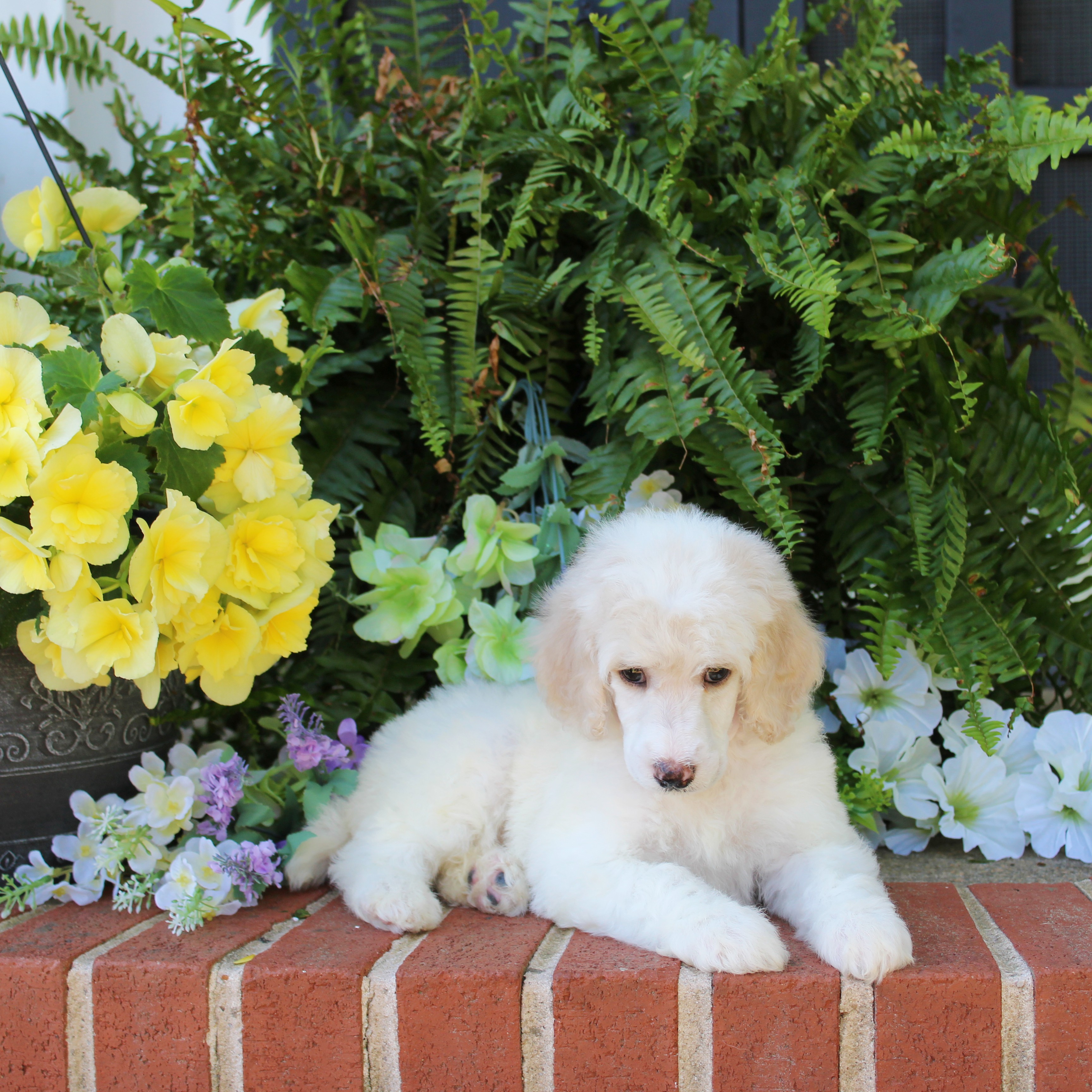 puppy, for, sale, Standard Poodle, John  Stoltzfus, dog, breeder, Christiana, PA, dog-breeder, puppy-for-sale, forsale, nearby, find, puppyfind, locator, puppylocator, aca