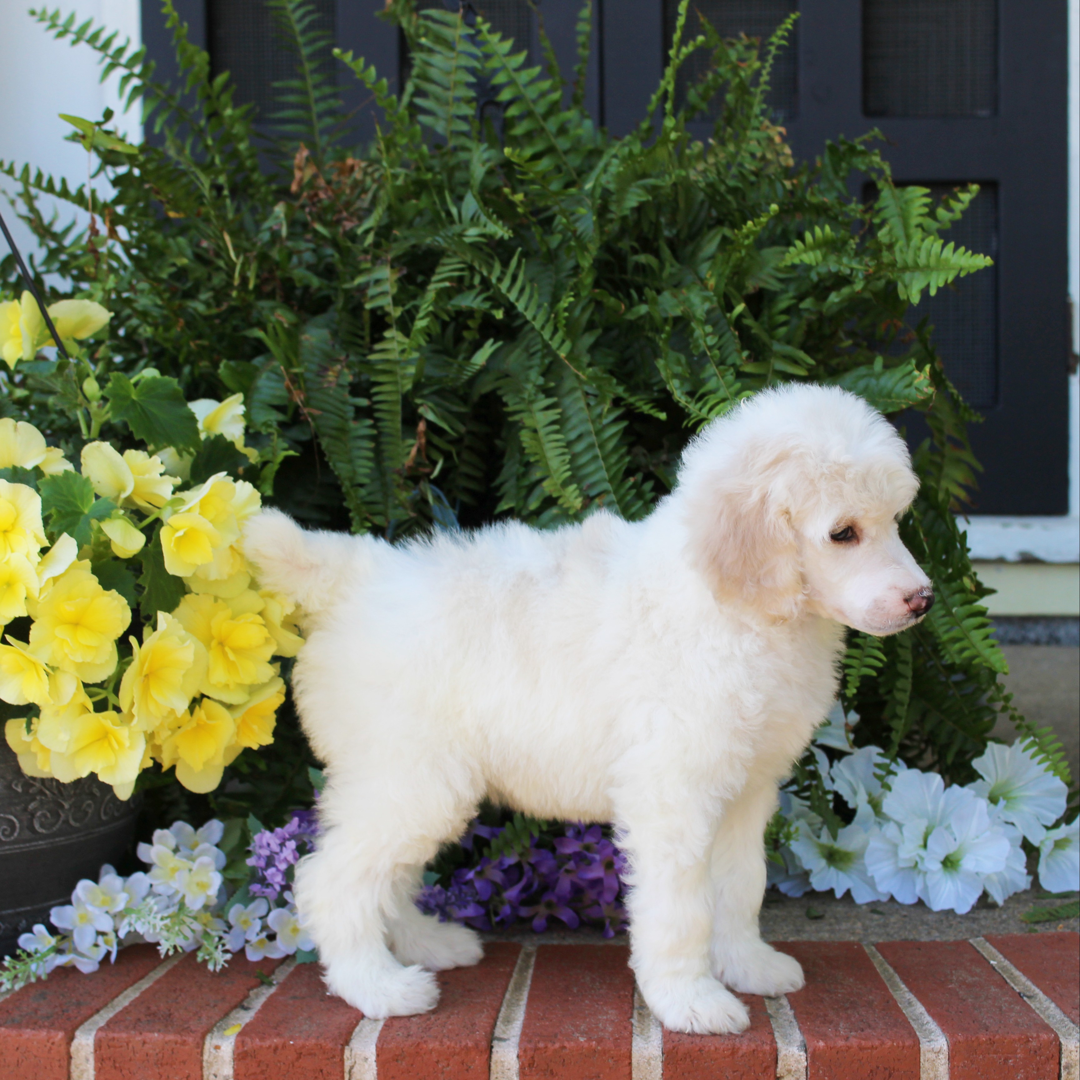 puppy, for, sale, Standard Poodle, John  Stoltzfus, dog, breeder, Christiana, PA, dog-breeder, puppy-for-sale, forsale, nearby, find, puppyfind, locator, puppylocator, aca