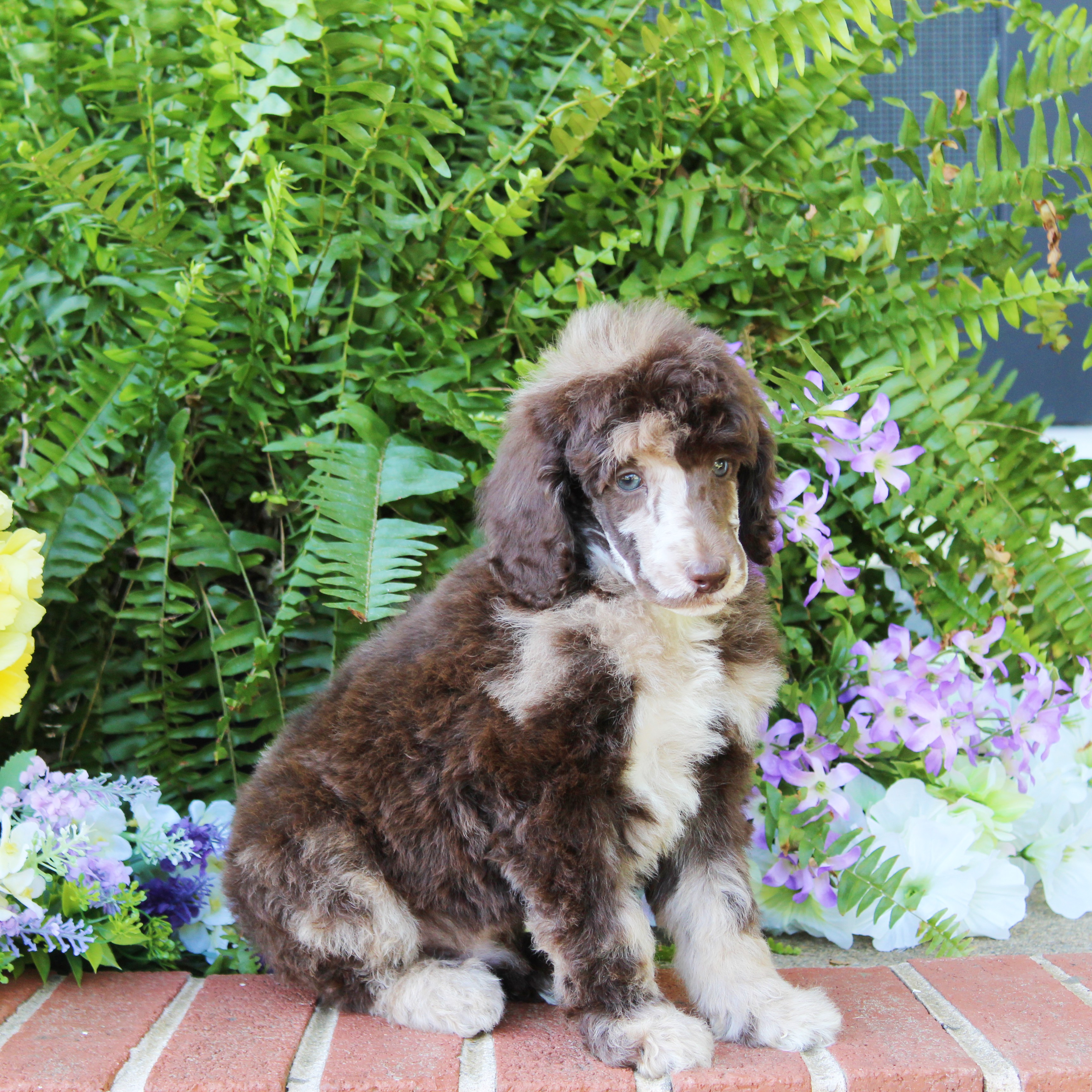 puppy, for, sale, Standard Poodle, John  Stoltzfus, dog, breeder, Christiana, PA, dog-breeder, puppy-for-sale, forsale, nearby, find, puppyfind, locator, puppylocator, aca