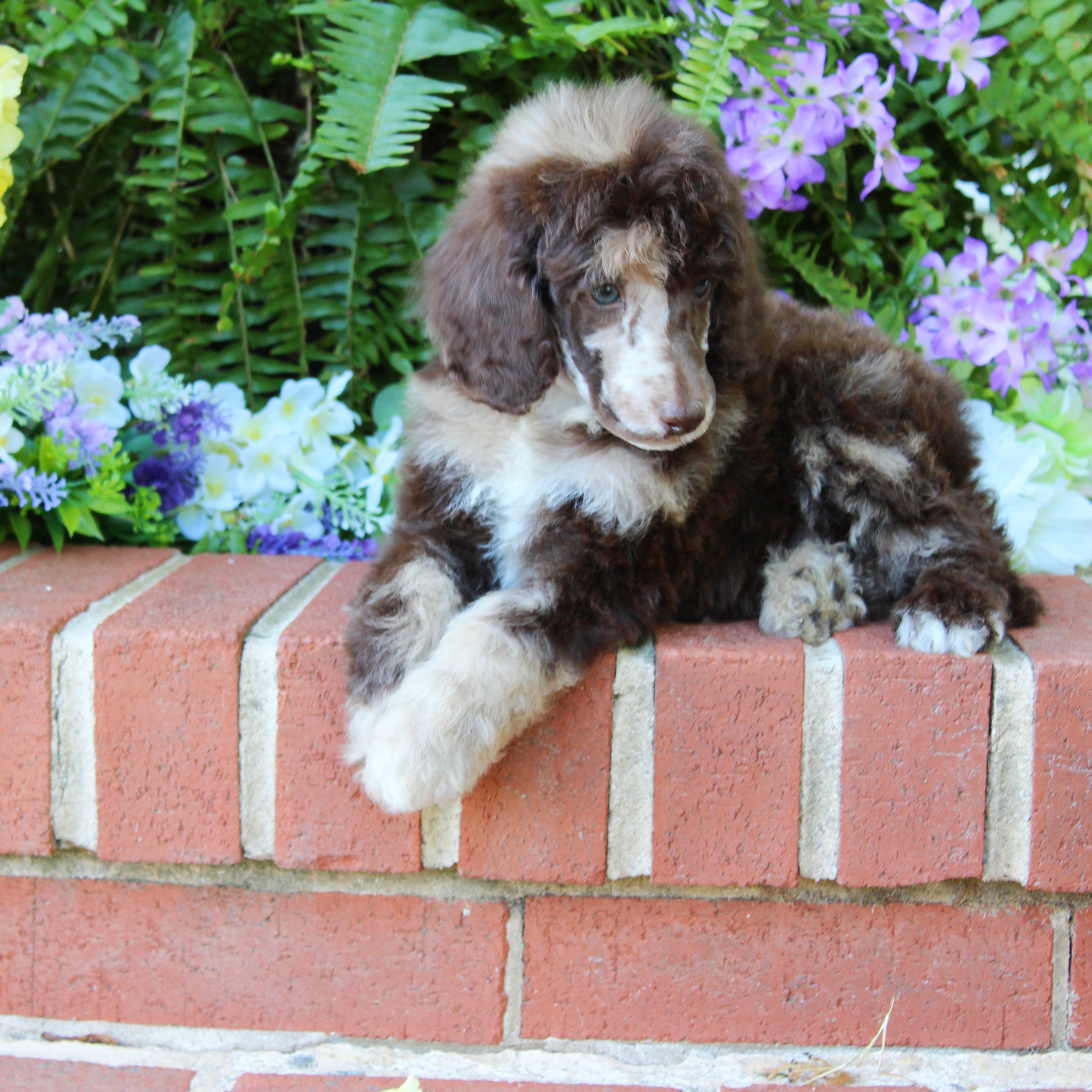 puppy, for, sale, Standard Poodle, John  Stoltzfus, dog, breeder, Christiana, PA, dog-breeder, puppy-for-sale, forsale, nearby, find, puppyfind, locator, puppylocator, aca