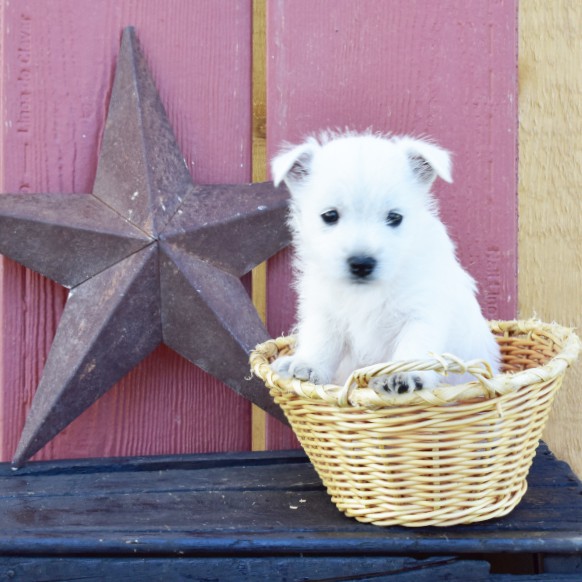 puppy, for, sale, West Highland White Terrier, Amos B. King, dog, breeder, Romney, WV, dog-breeder, puppy-for-sale, forsale, nearby, find, puppyfind, locator, puppylocator, aca